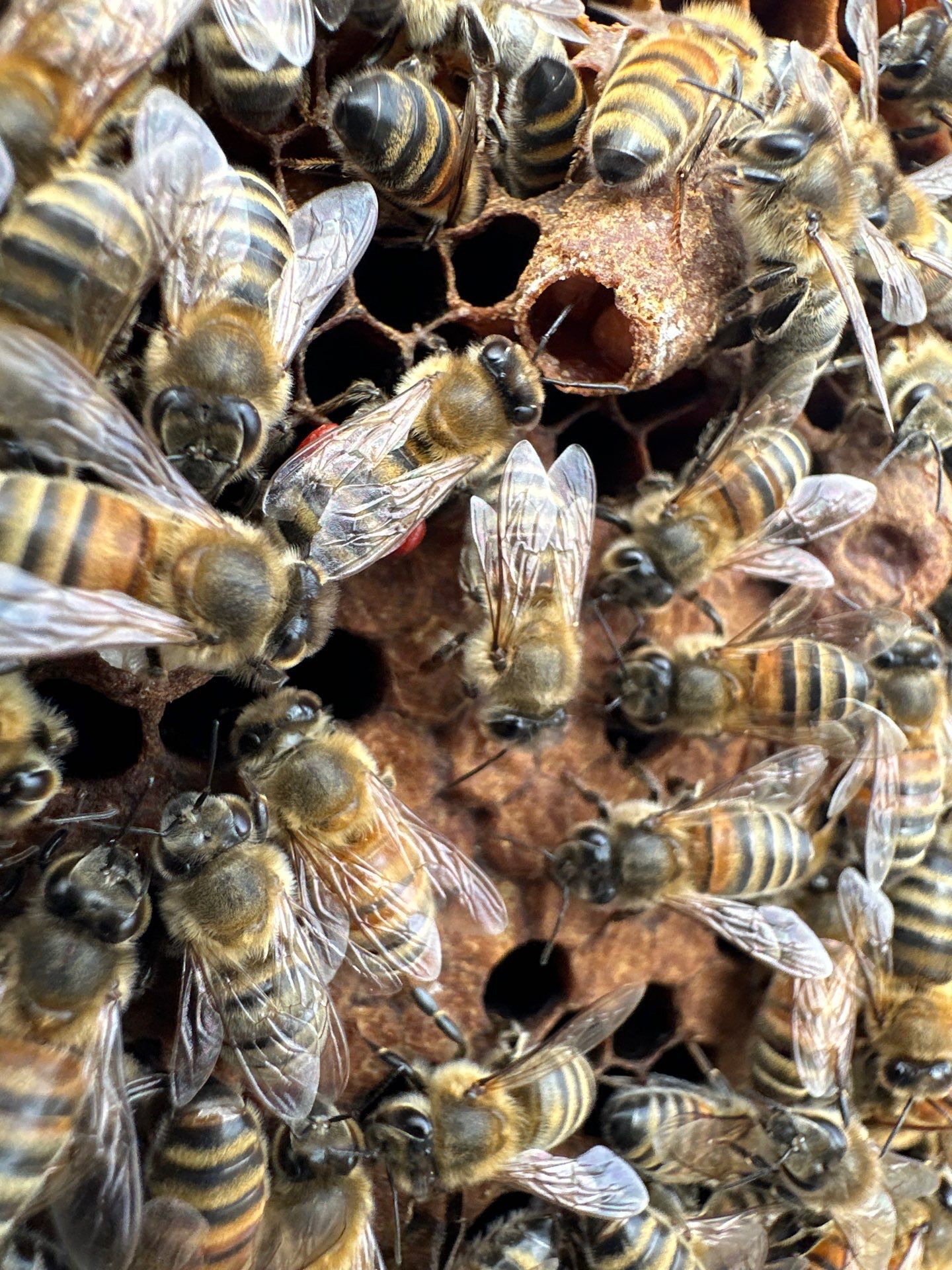 Ag. Exemption Client in Wylie by Rockwall Honey Bee Company