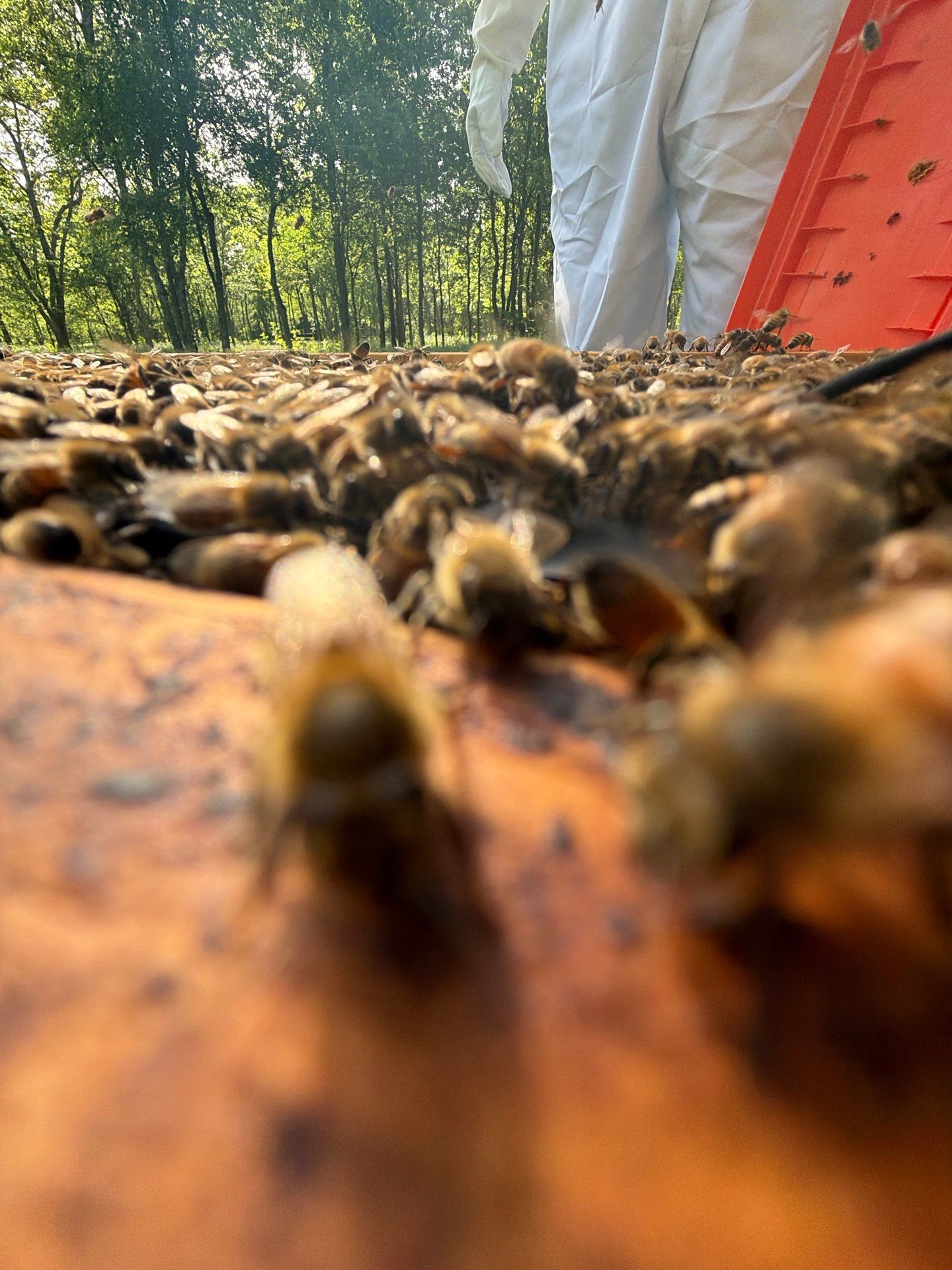 New Beekeeper in Maypearl by Rockwall Honey Bee Company
