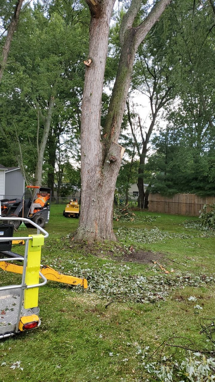 Tree Removal by Mike Jones & Sons Tree Service LLC 