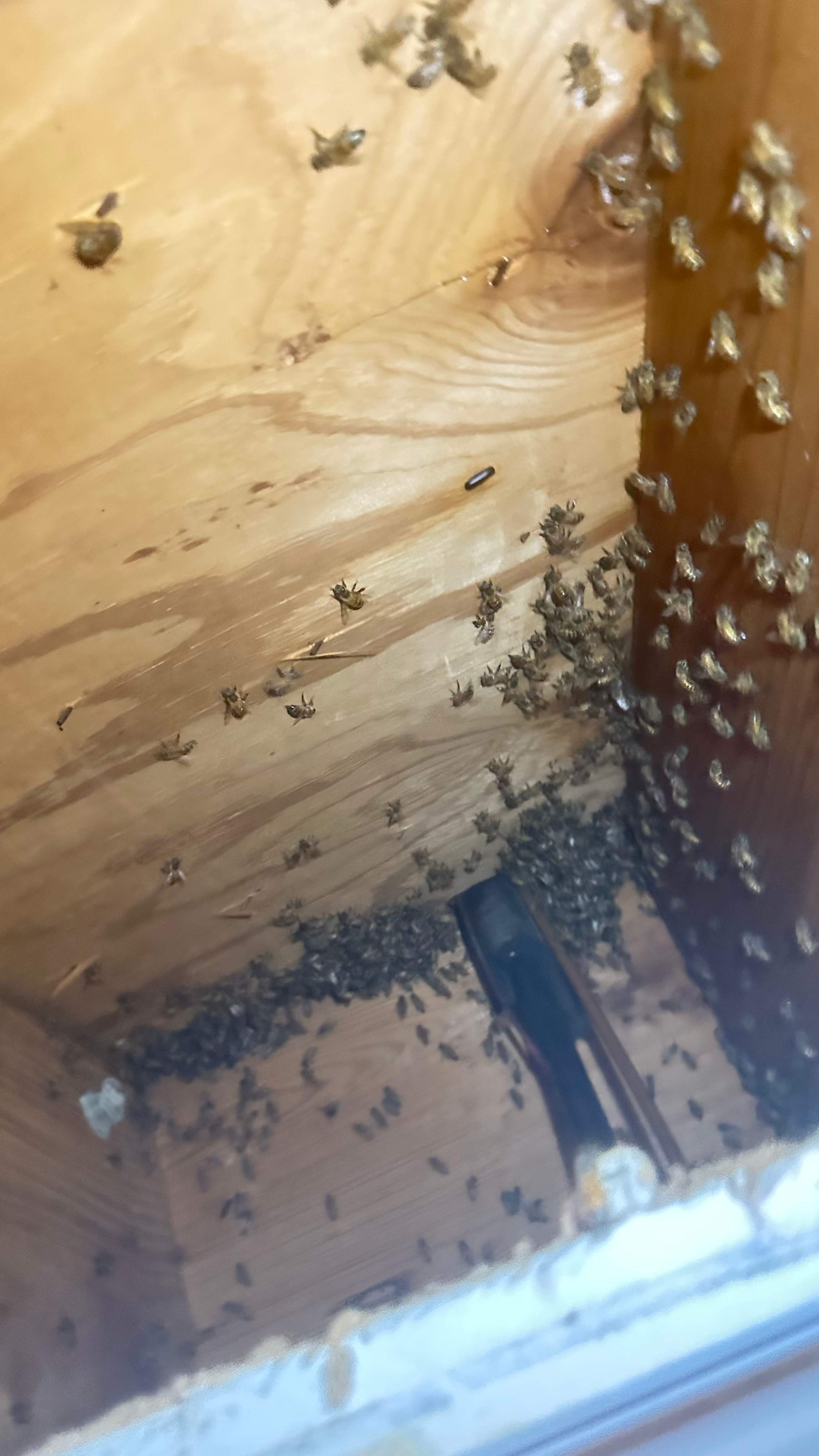 Interior Ceiling by Rockwall Honey Bee Company