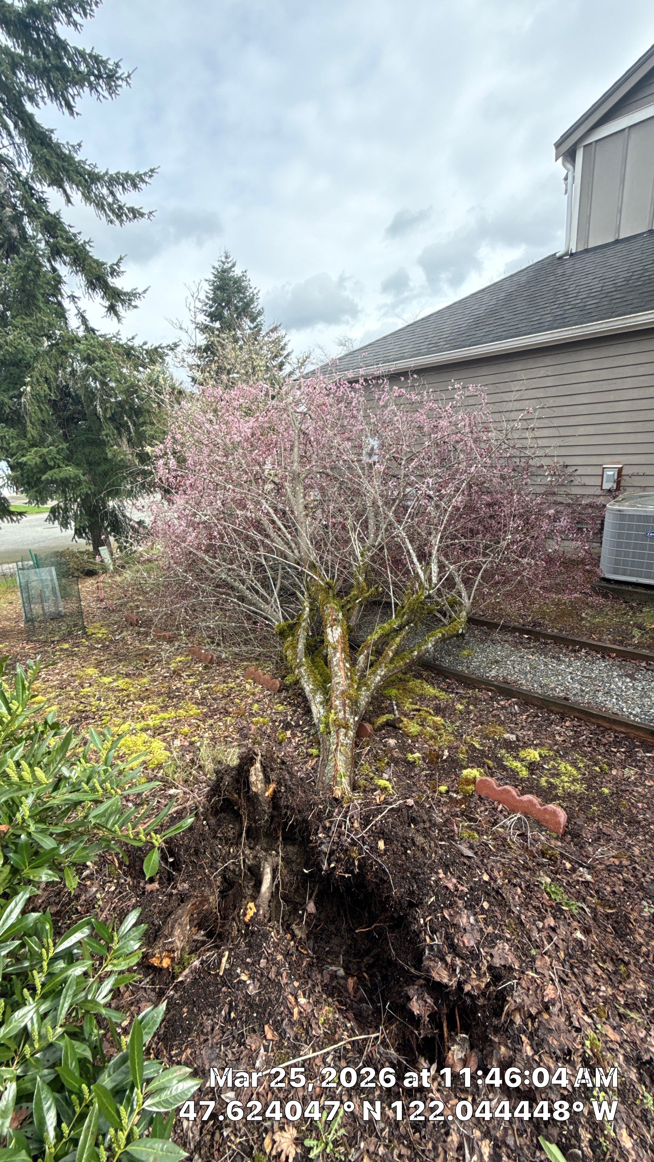 Emergency Tree Removal and Storm Cleanup in Sammamish by Sound Tree Care LLC