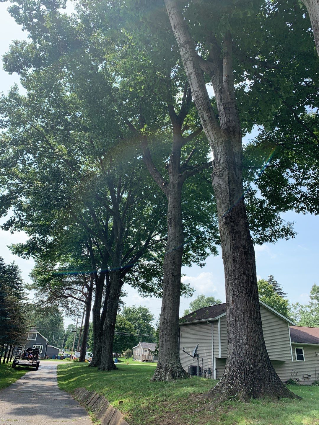 Tree Trimming & Tree Removal in Akron Ohio by Mike Jones & Sons Tree Service LLC 