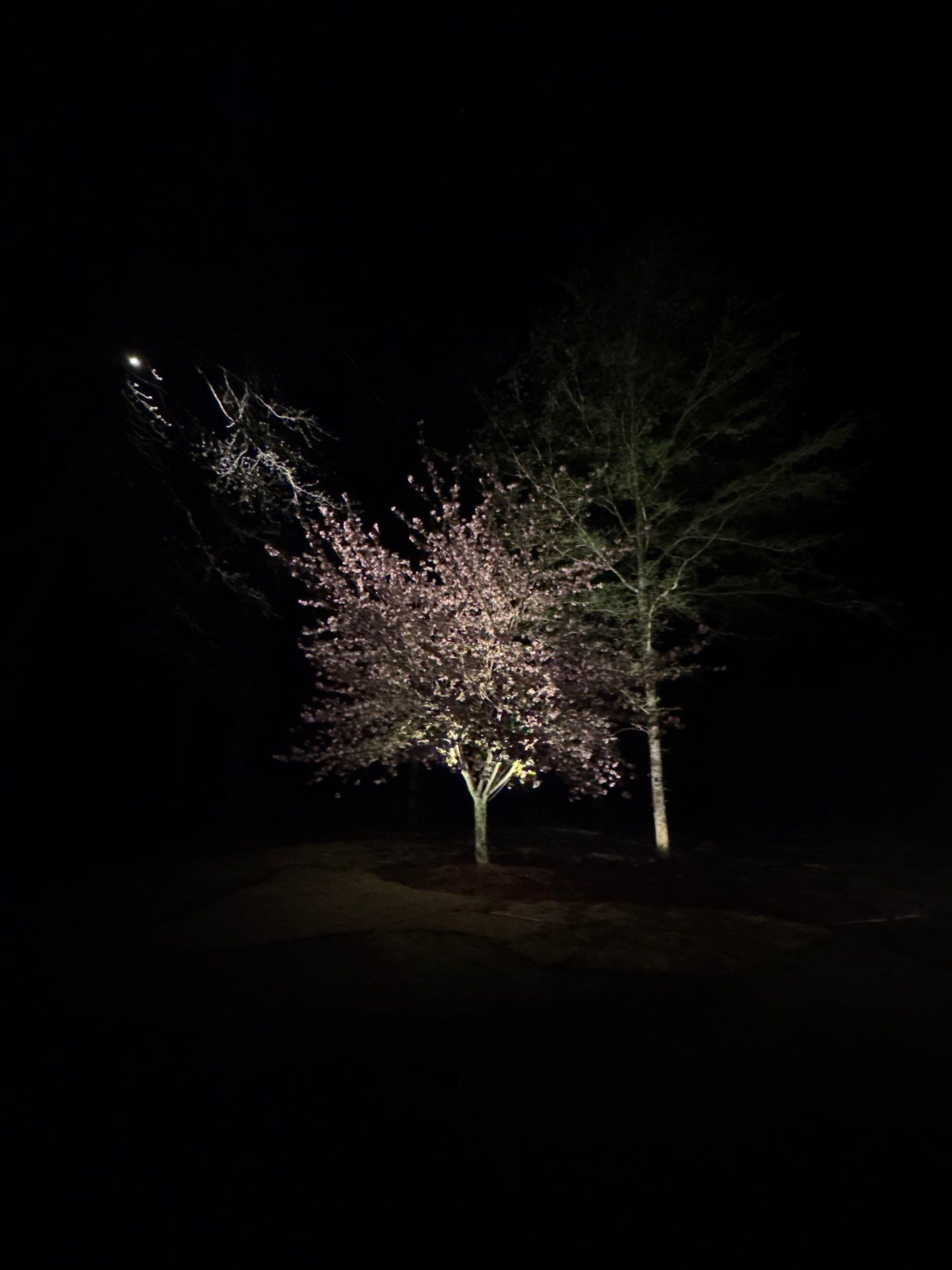 COLD Project by Georgia Outdoor Decor