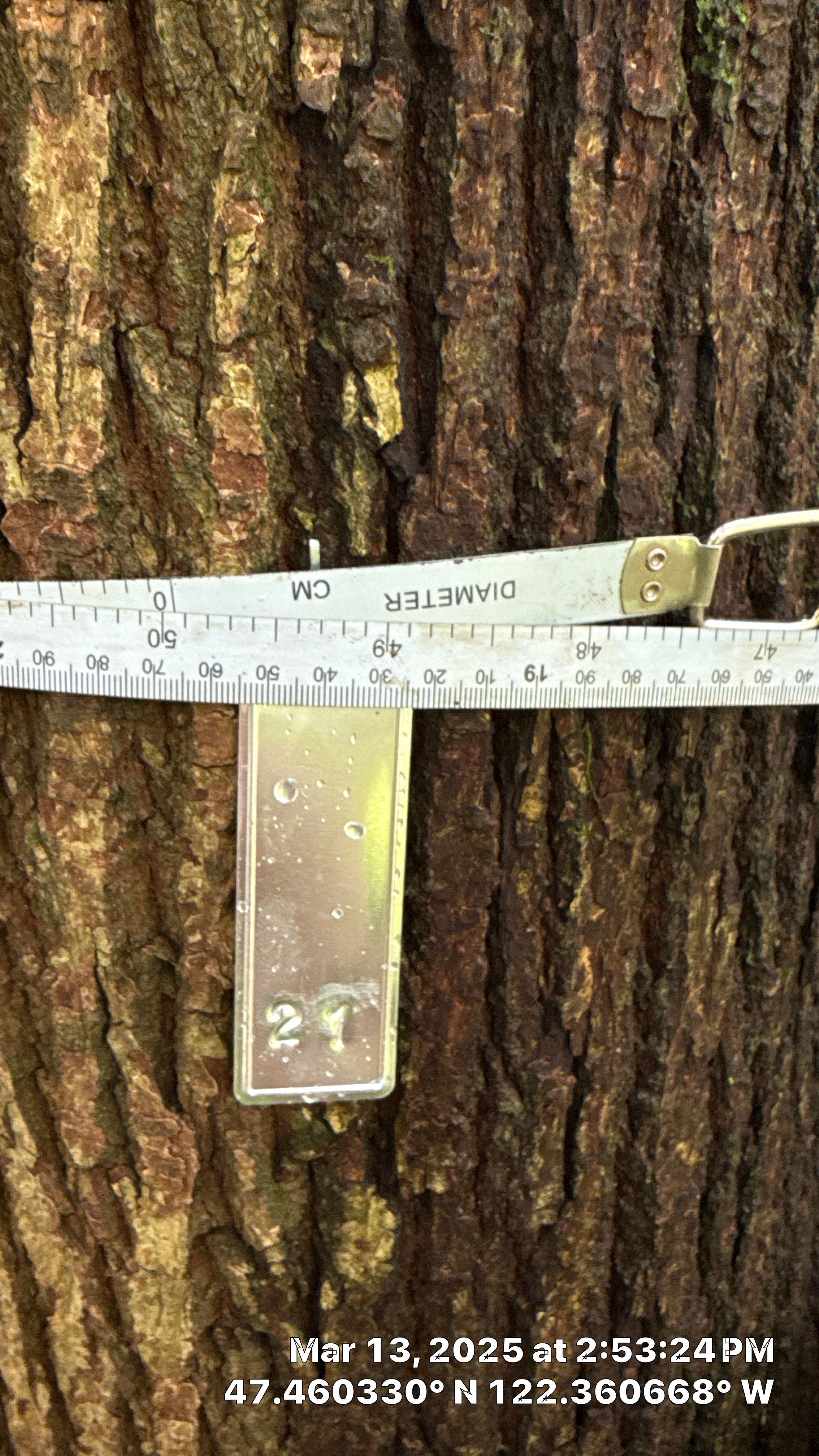 π Arborist Reporting & Tree Surveying β Code Compliance Project by Sound Tree Care LLC