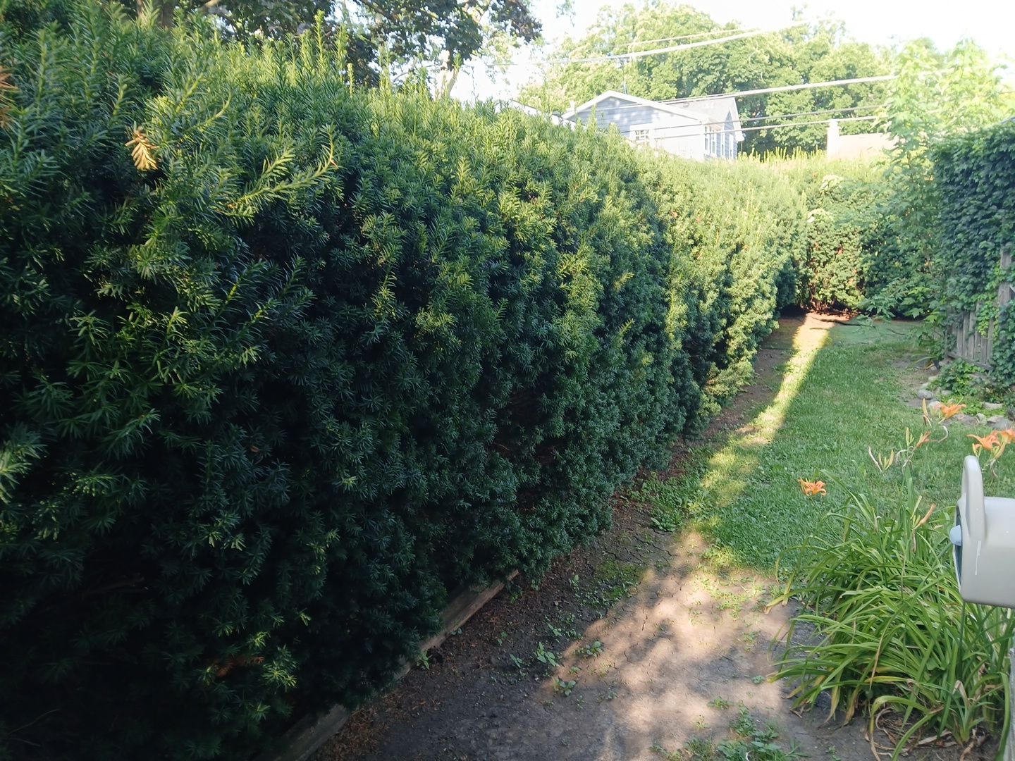 Suzanne V. - Mount Prospect, IL by A&N 