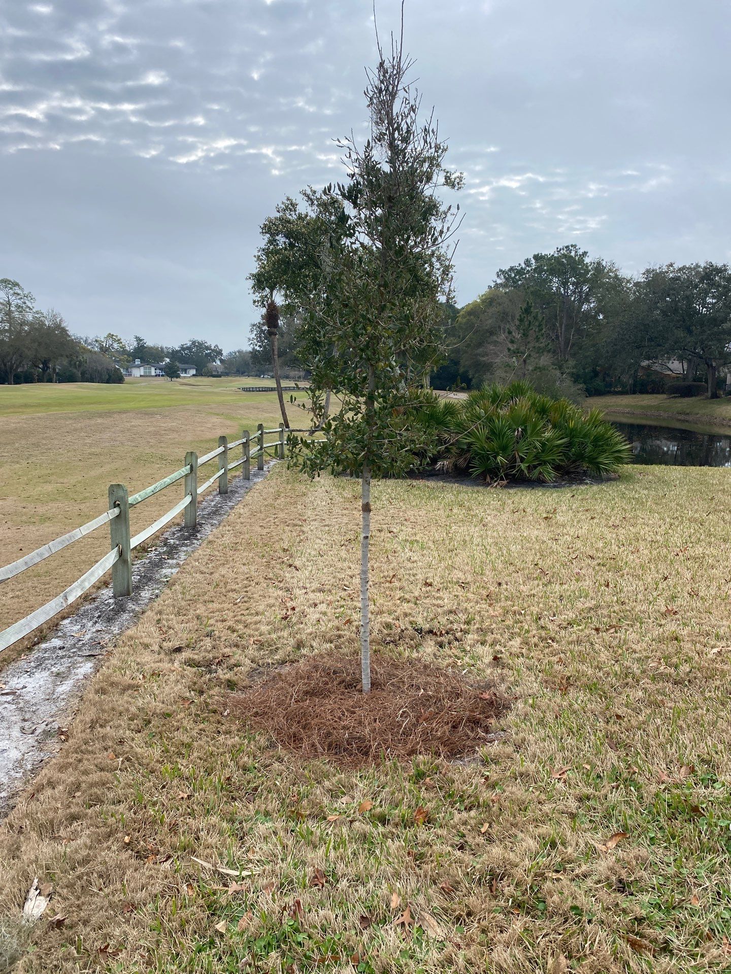 Deerwood Resident | Tree Install by ProGreen Services