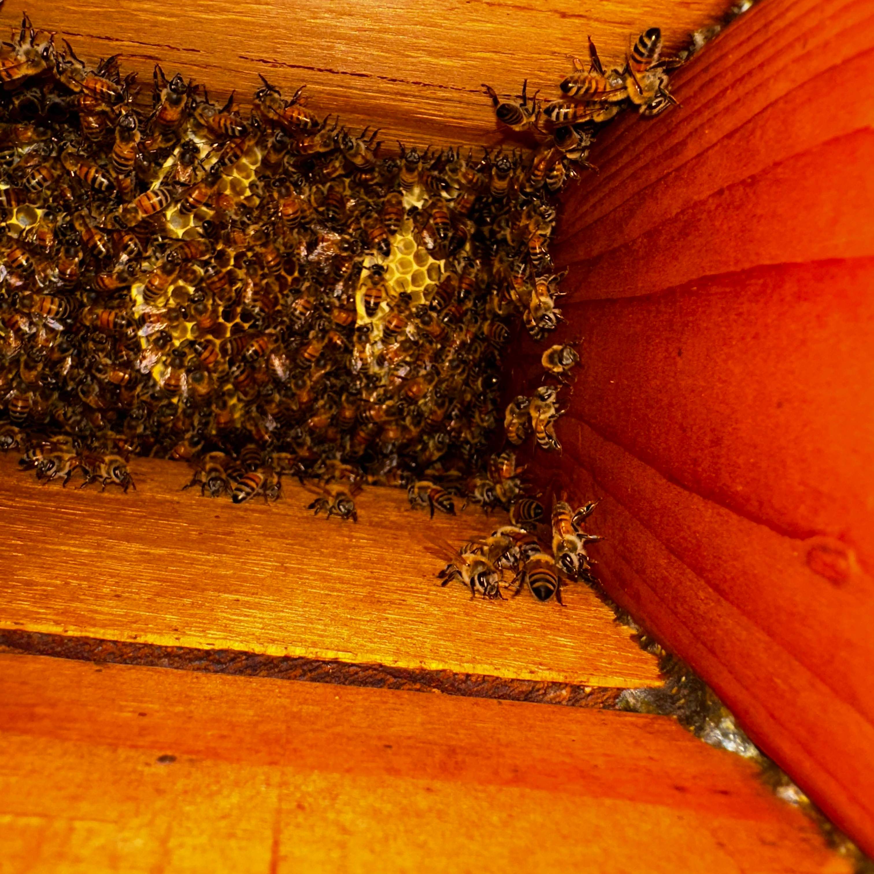 Copper Roof by Rockwall Honey Bee Company