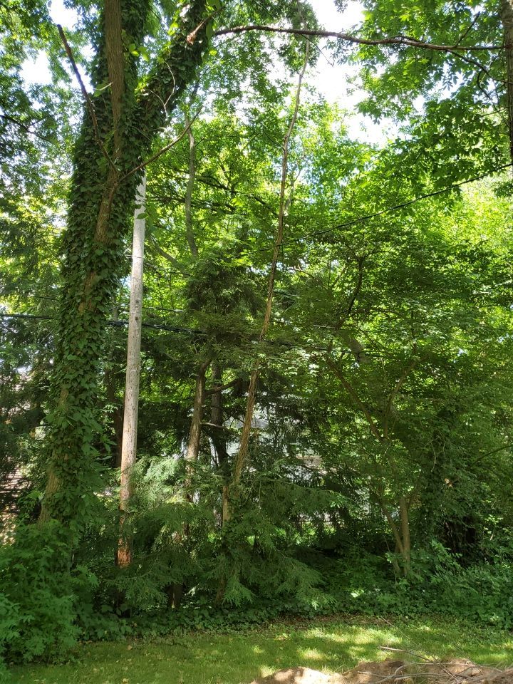 Tree Removal using Tree Removal by Mike Jones & Sons Tree Service LLC 