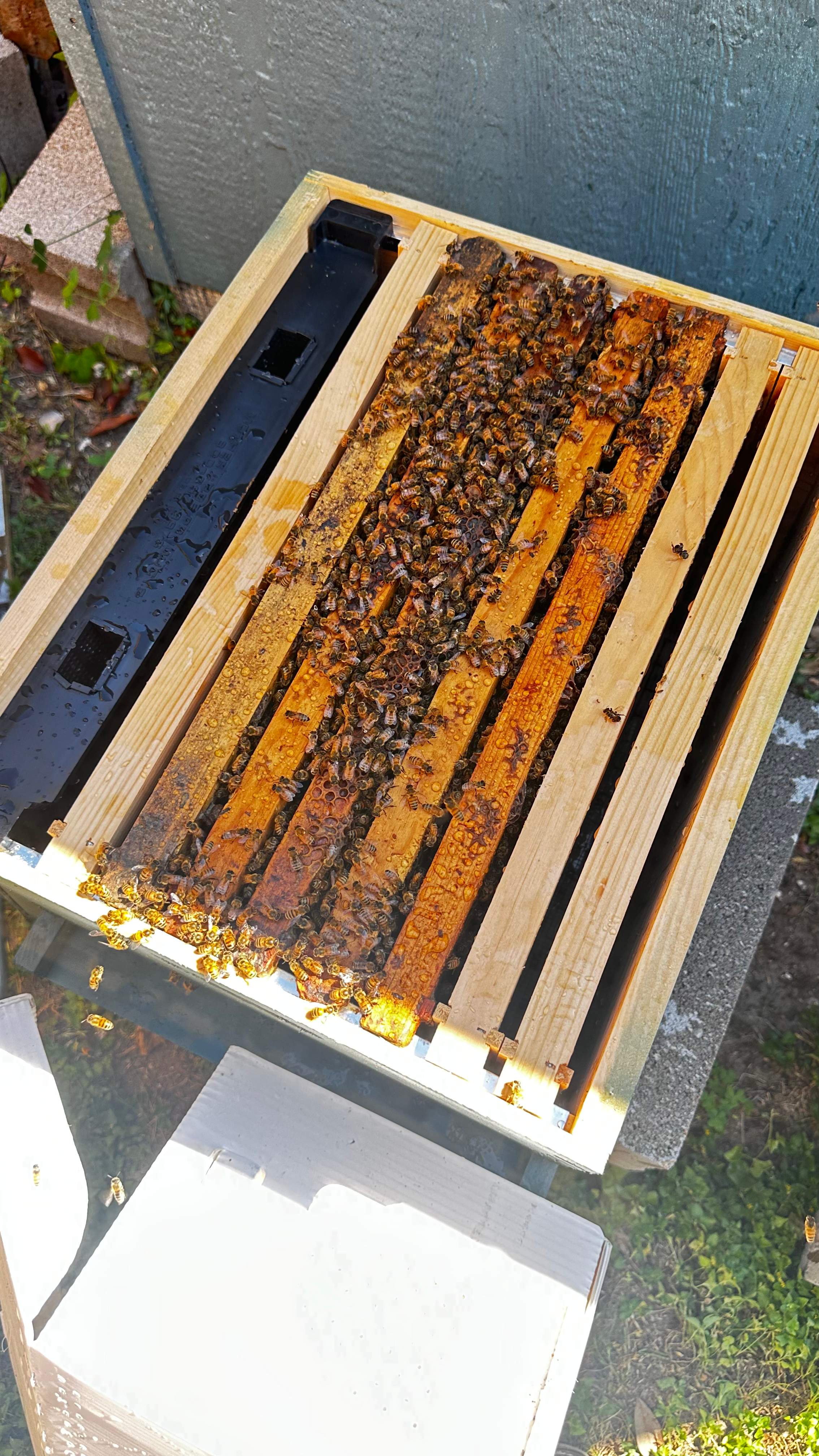 Project in Dallas by Rockwall Honey Bee Company