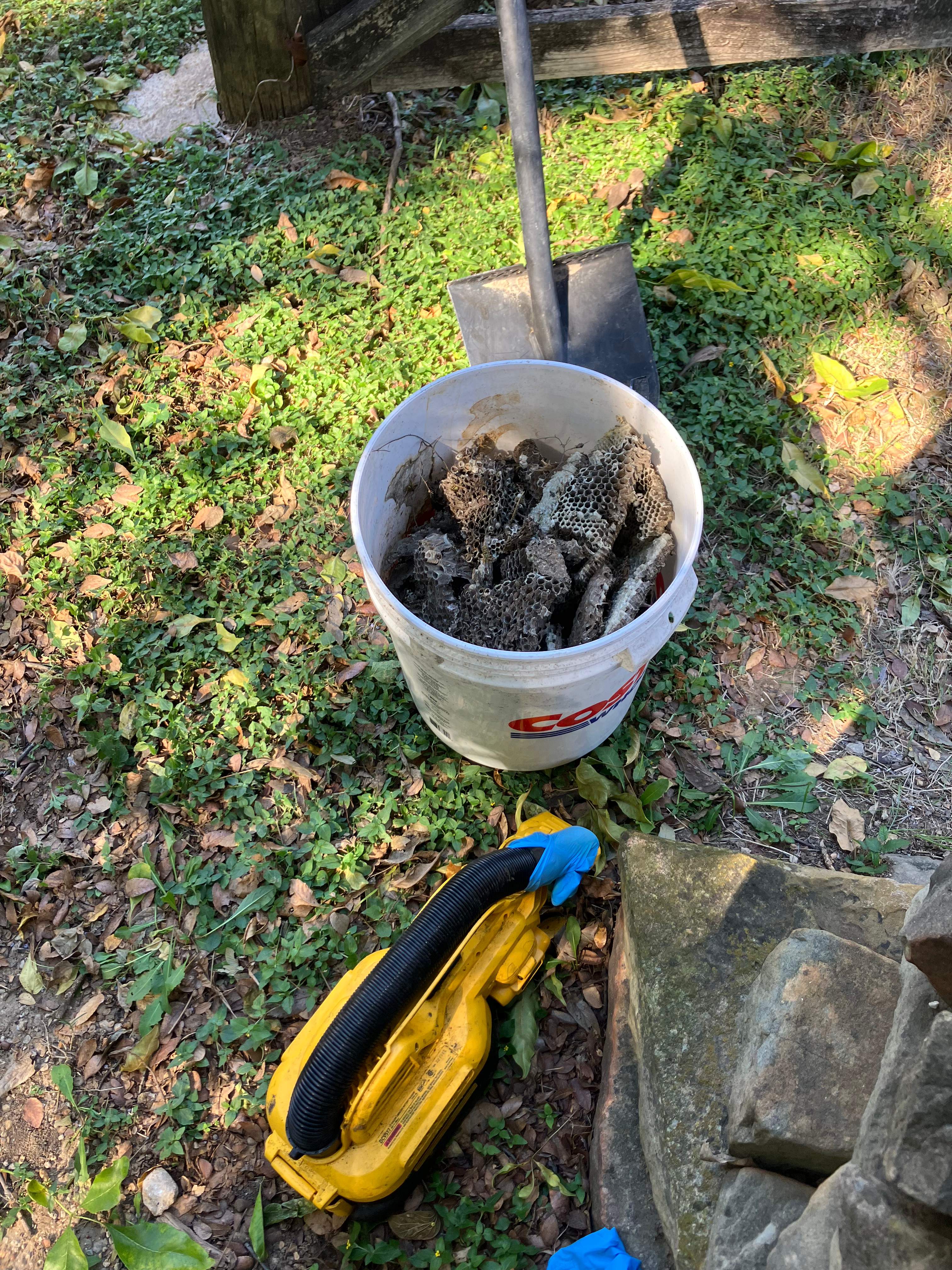 Yellowjackets at City Park by Rockwall Honey Bee Company