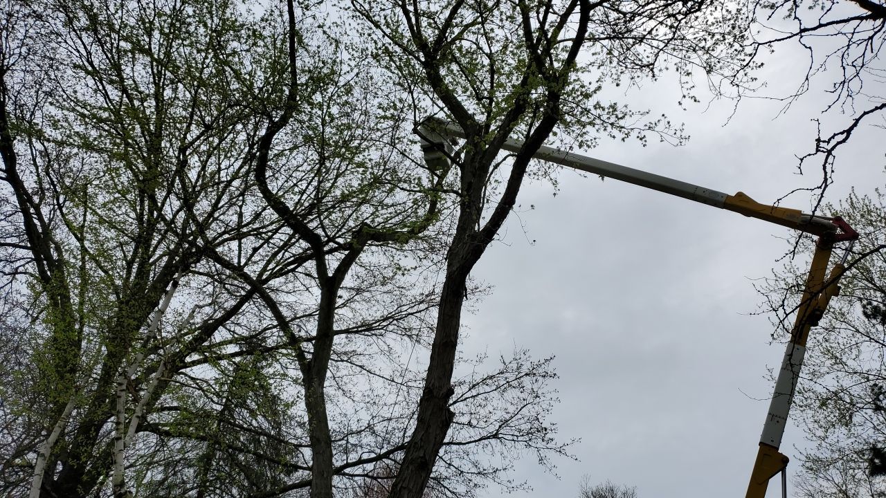 Tree Removal using Tree Removal by Mike Jones & Sons Tree Service LLC 