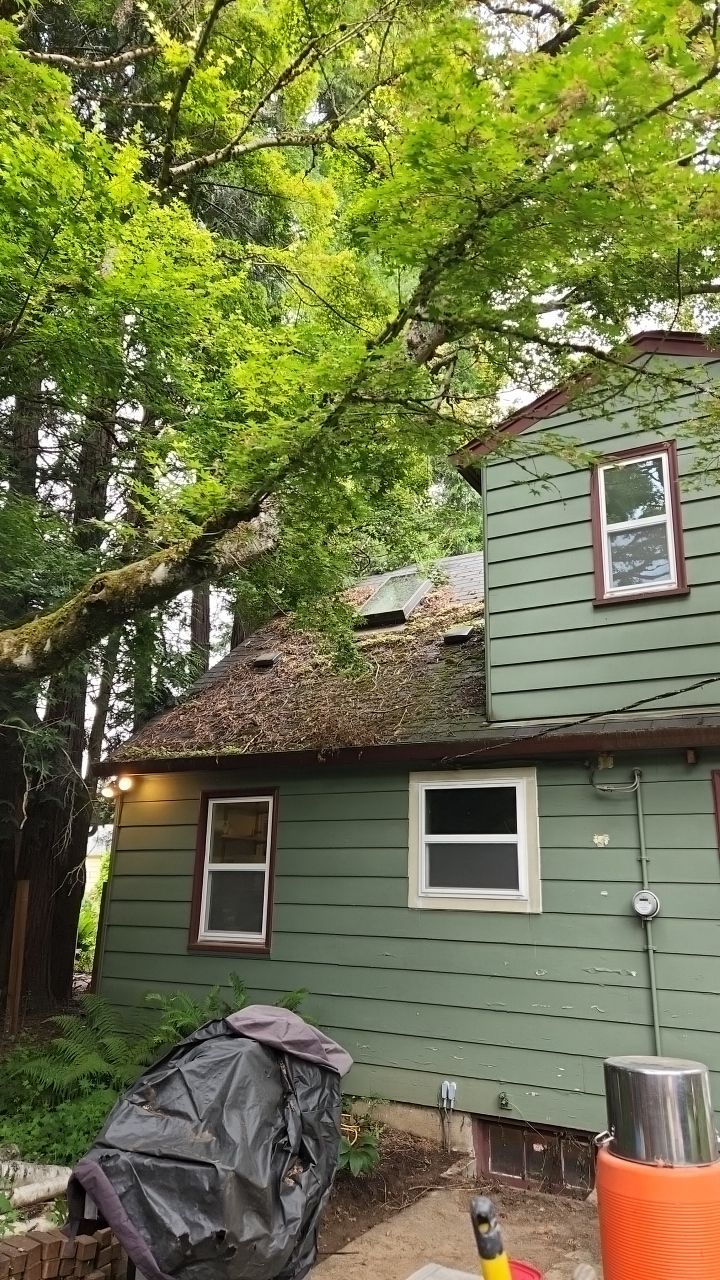 Moss Treatment using Biocide by Willamette Outdoor Wash LLC