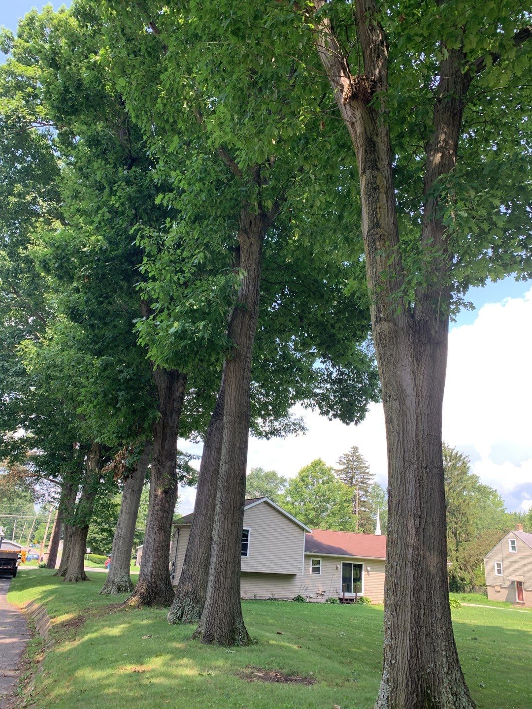 Tree Trimming by Mike Jones & Sons Tree Service LLC 