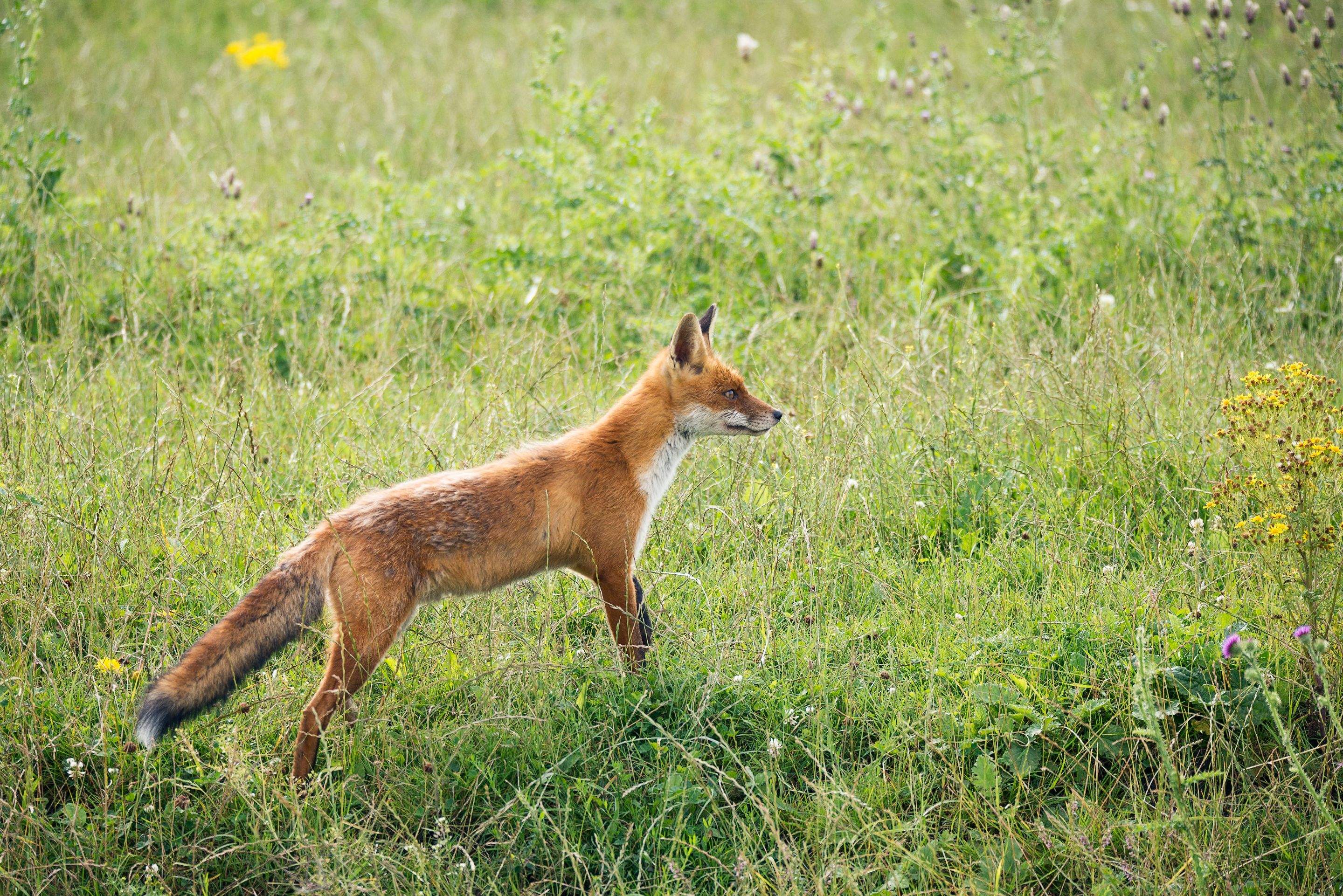 Animals using Ruby by CompanyCam