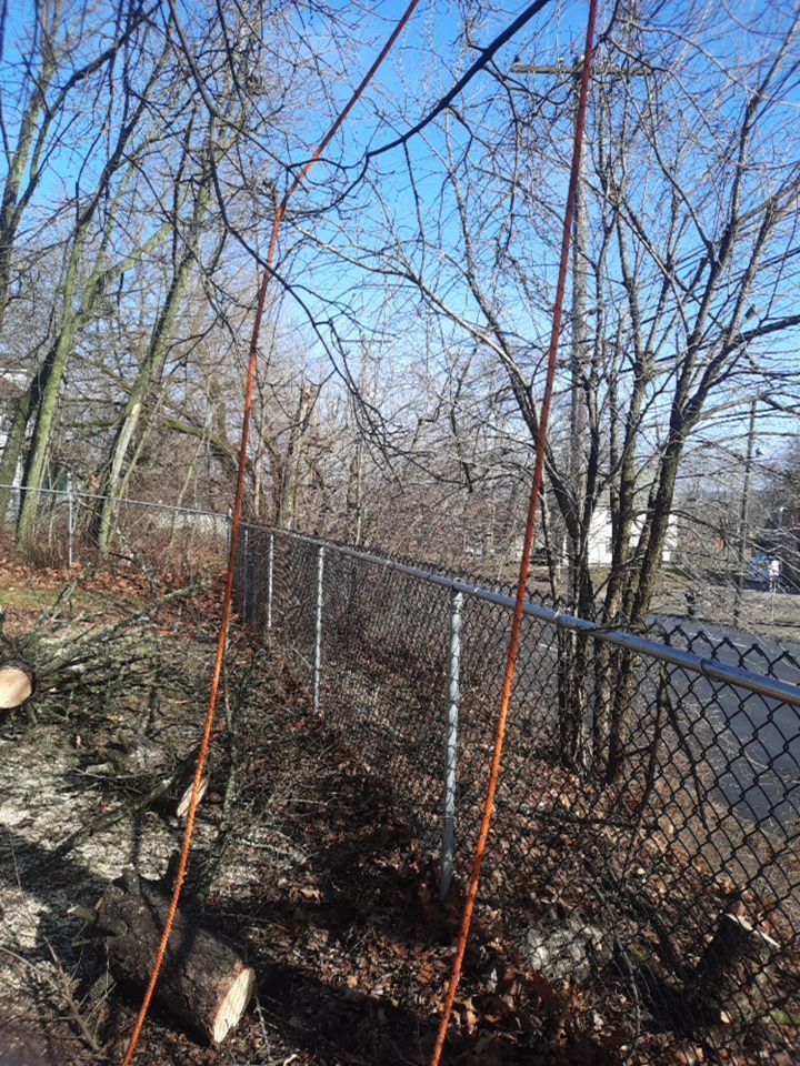 Tree Removal using Tree Removal by Mike Jones & Sons Tree Service LLC 