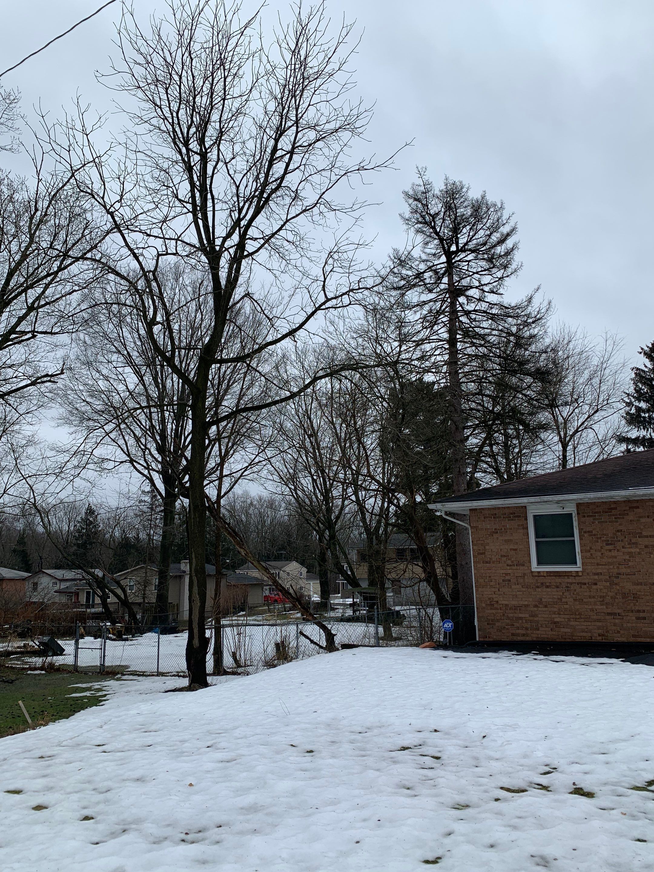 Tree Trimming using Tree Pruing by Mike Jones & Sons Tree Service LLC 