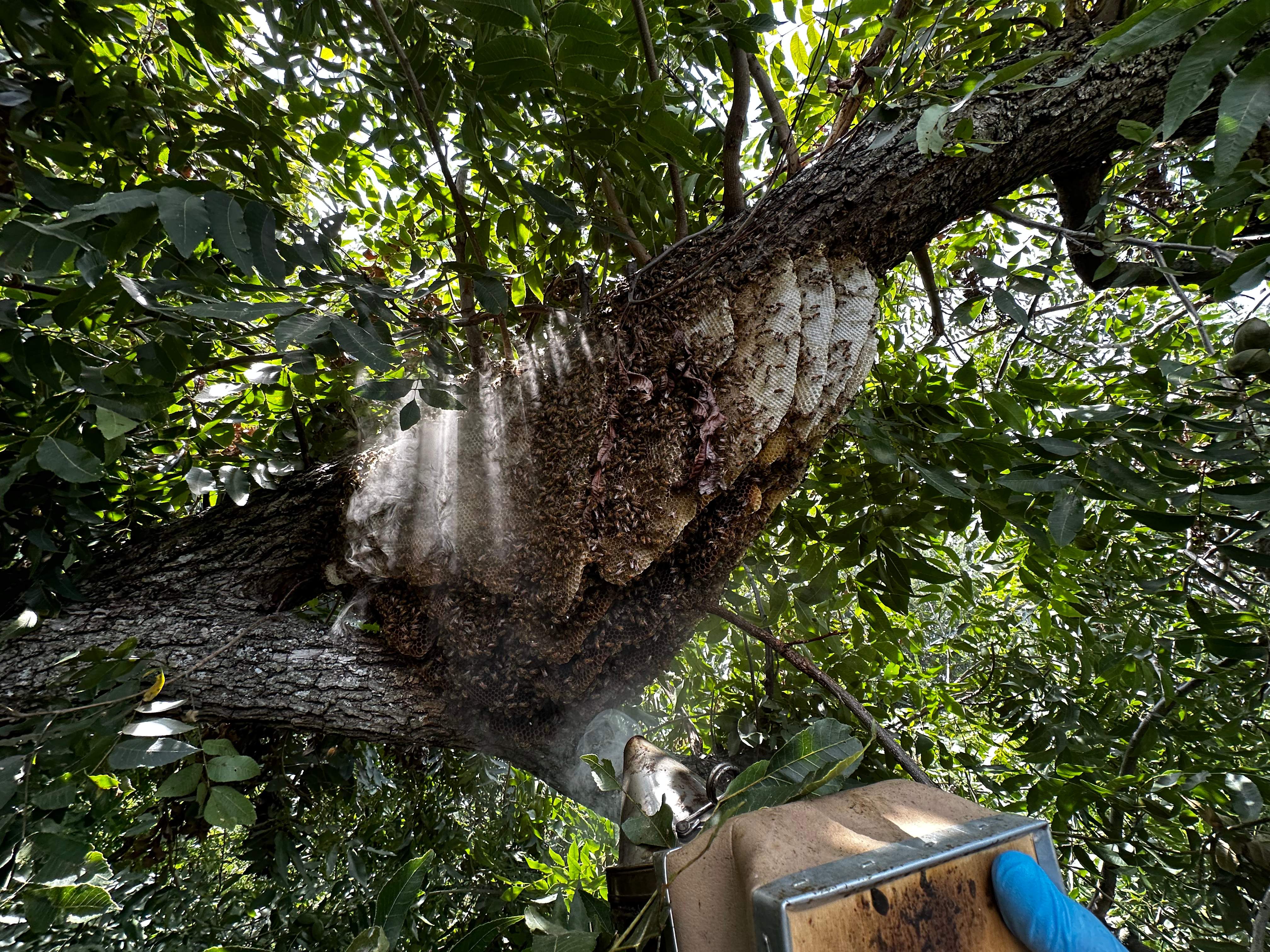 Open-Air Massive Colony by Rockwall Honey Bee Company