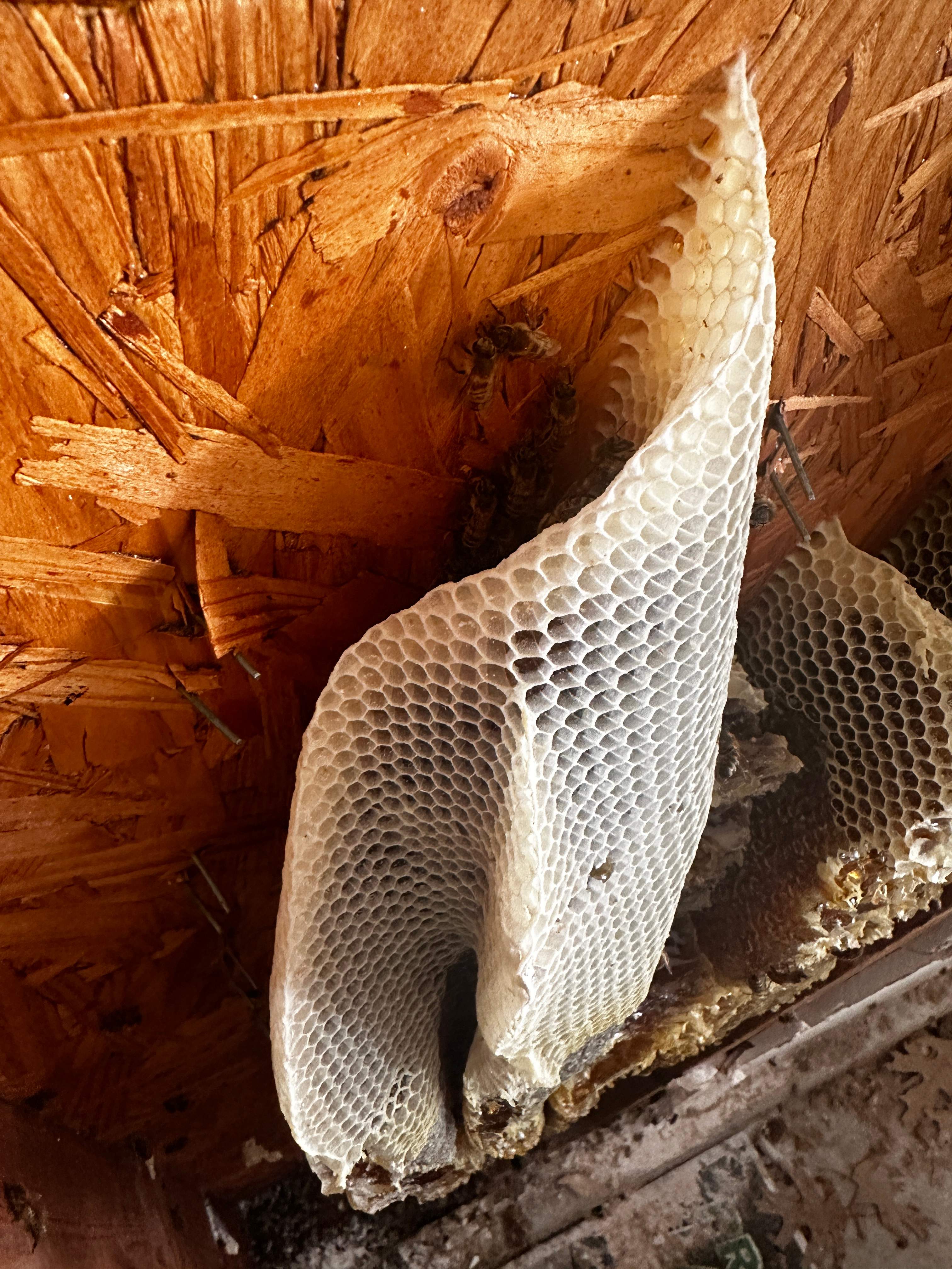 Beautiful Fresh Comb by Rockwall Honey Bee Company