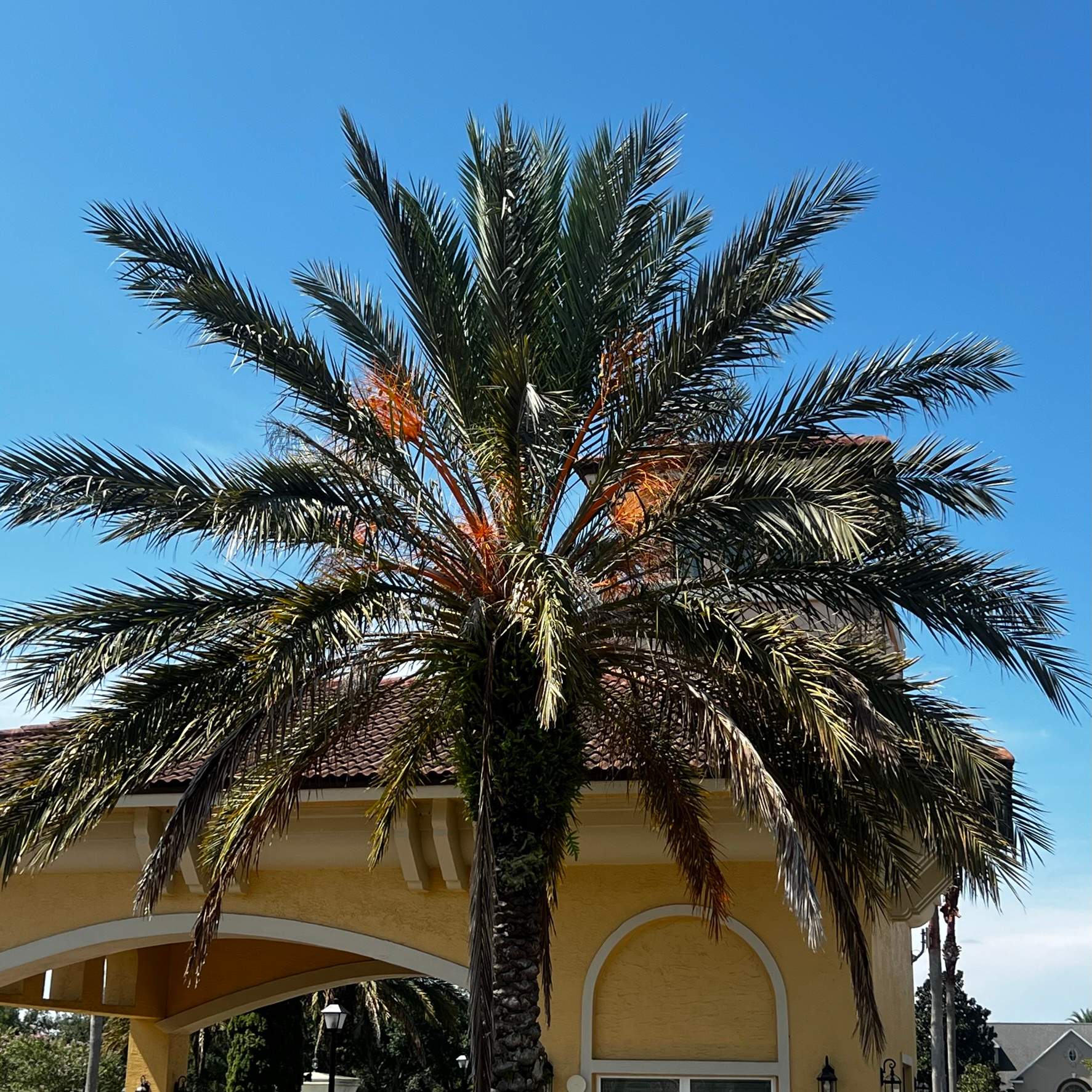 Palm Tree Trimming | IL Villagio Condominiums by ProGreen Services
