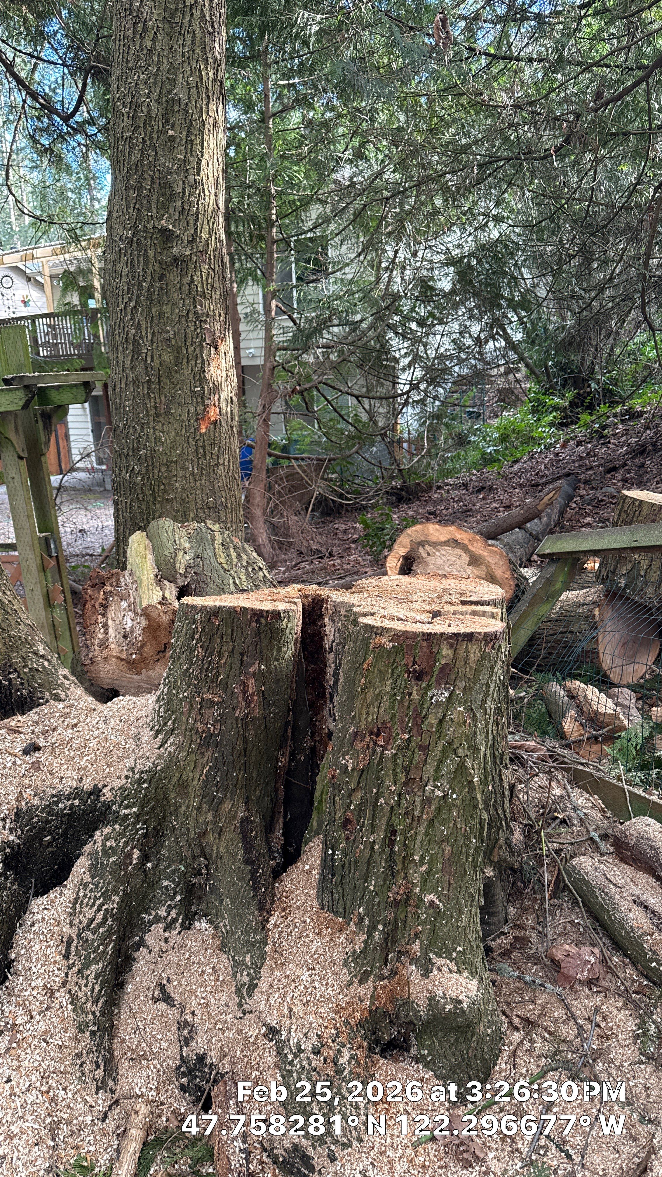 Lake Forest Park Maple Tree Removal – Permitted & Risk-Assessed by Sound Tree Care LLC