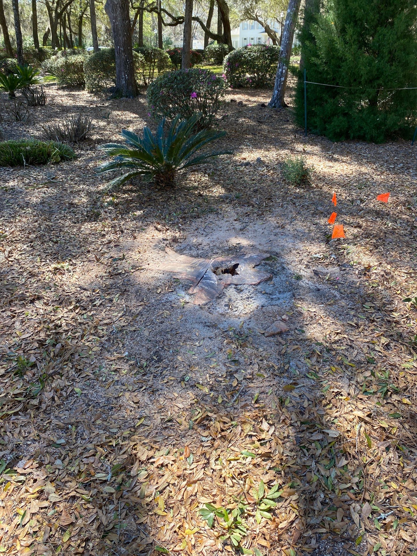 Deerwood Resident | Tree Removal by ProGreen Services
