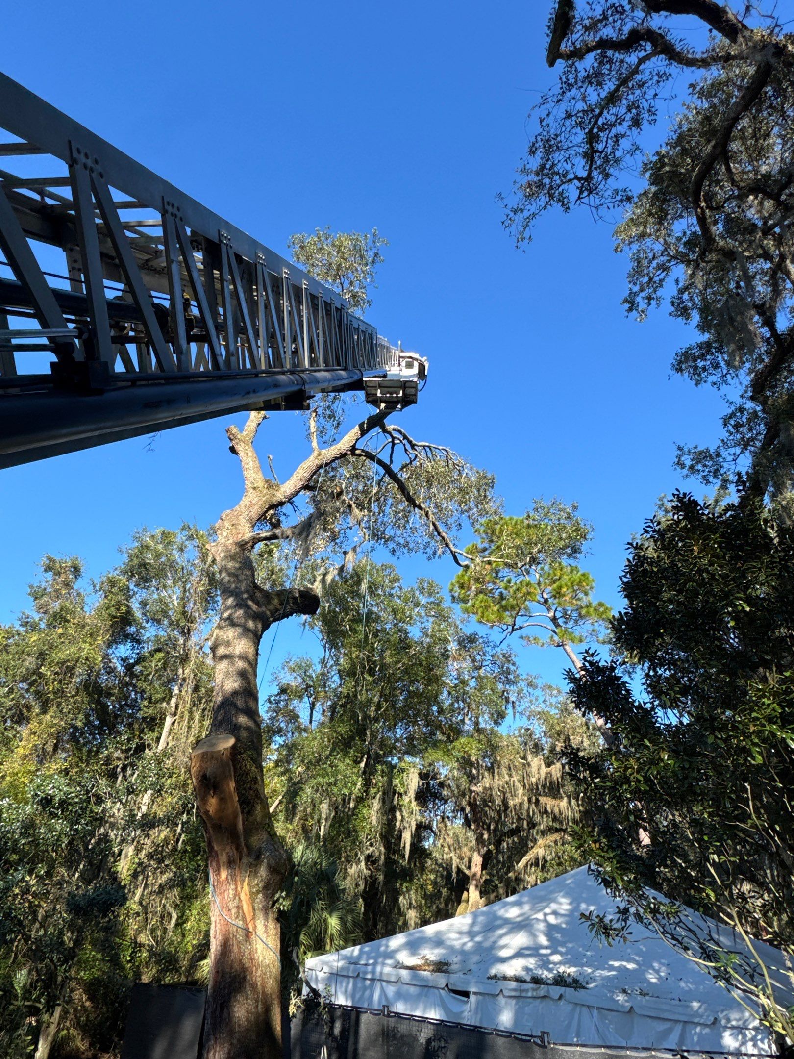 Episcopal | Large Tree Removal by ProGreen Services