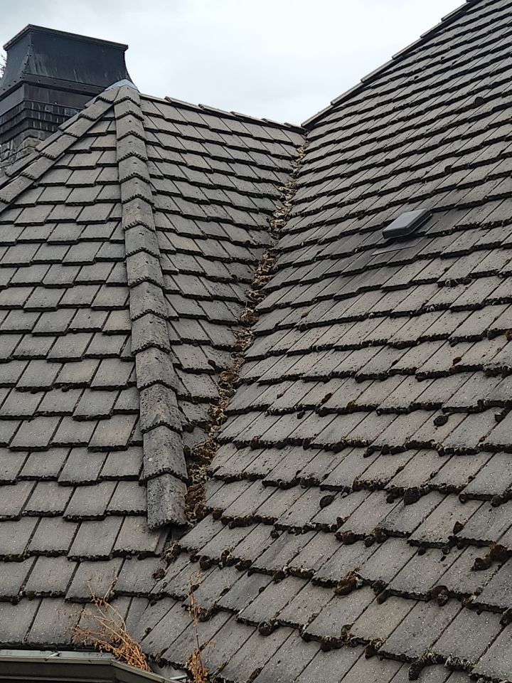 Moss Removal/ Treatment using Biocide by Willamette Outdoor Wash LLC