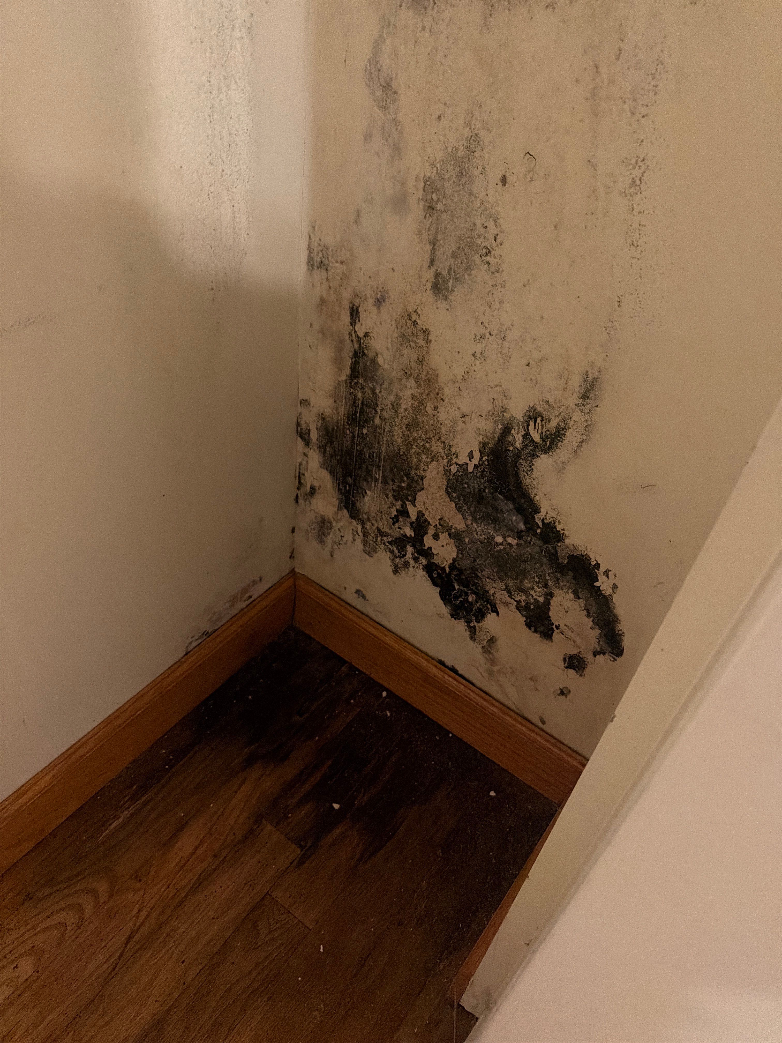 Professional Mold Remediation and Interior Water Damage Restoration in Wellington by SuperClean