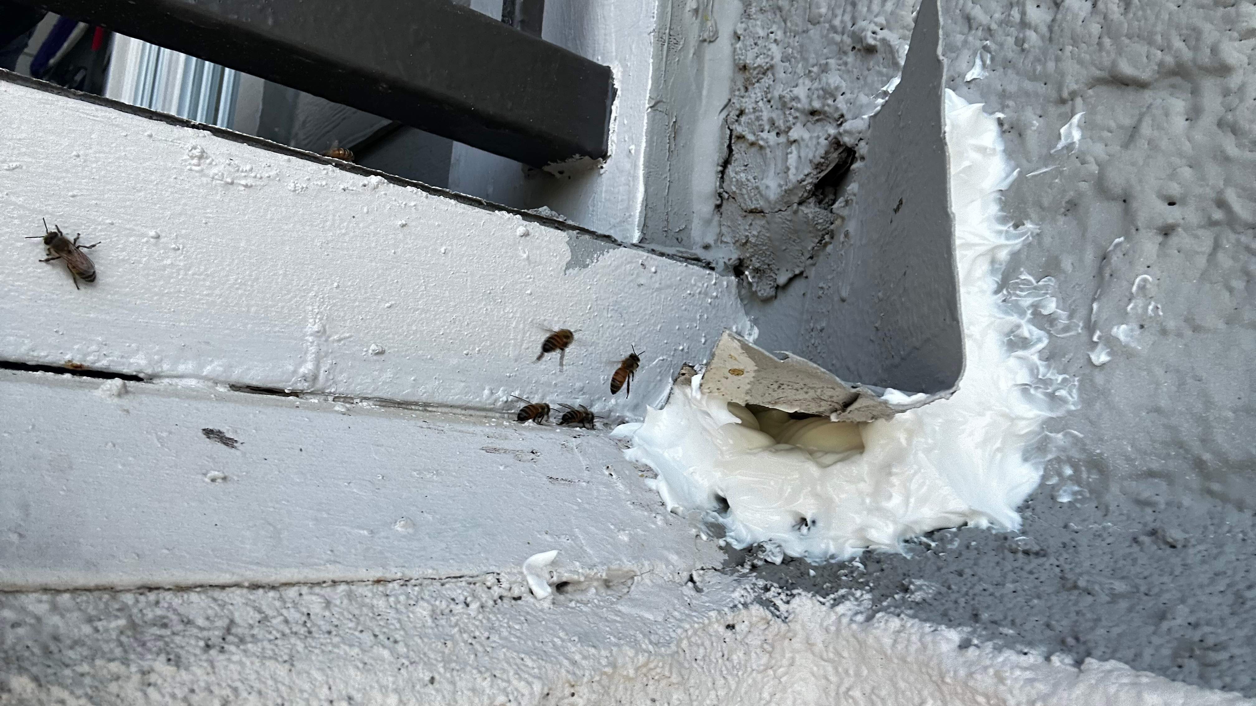 Hiding Bees by Rockwall Honey Bee Company