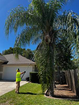 Palm Tree Trimming | Residential