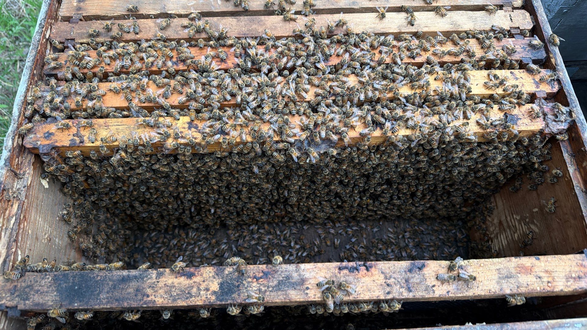 Project in Terrell, TX by Rockwall Honey Bee Company