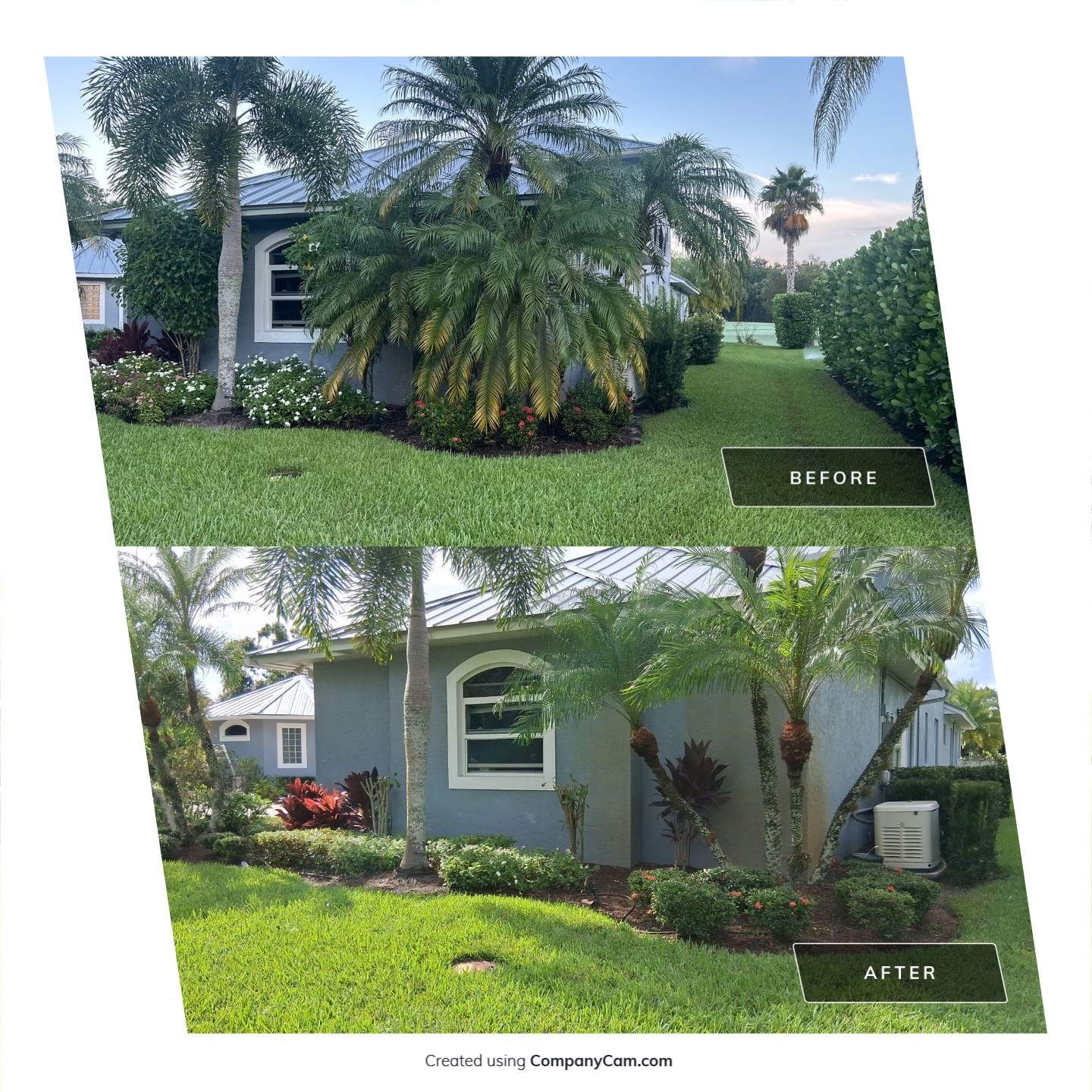 Premium Palm Tree Cleanup – Piper’s Landing Palm City by Alpha Zeta Enterprises Inc