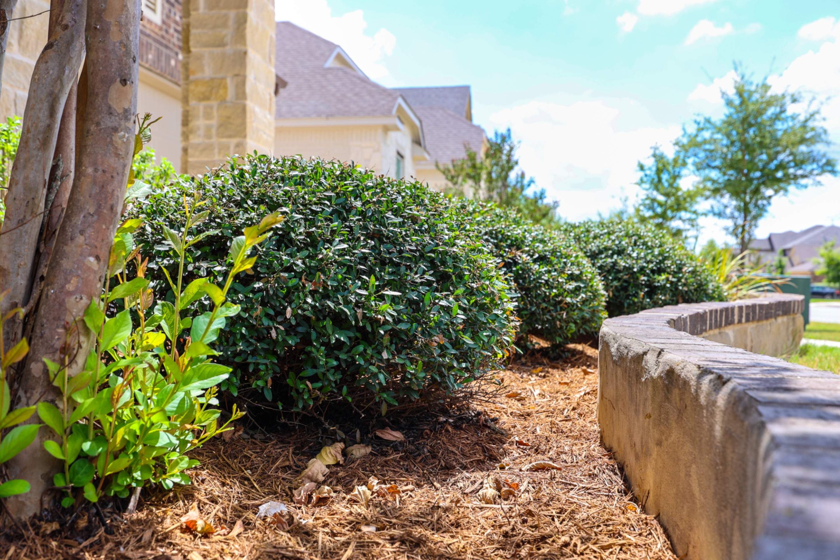 Wortham Oaks - San Antonio, TX by Hole In One Lawns, LLC