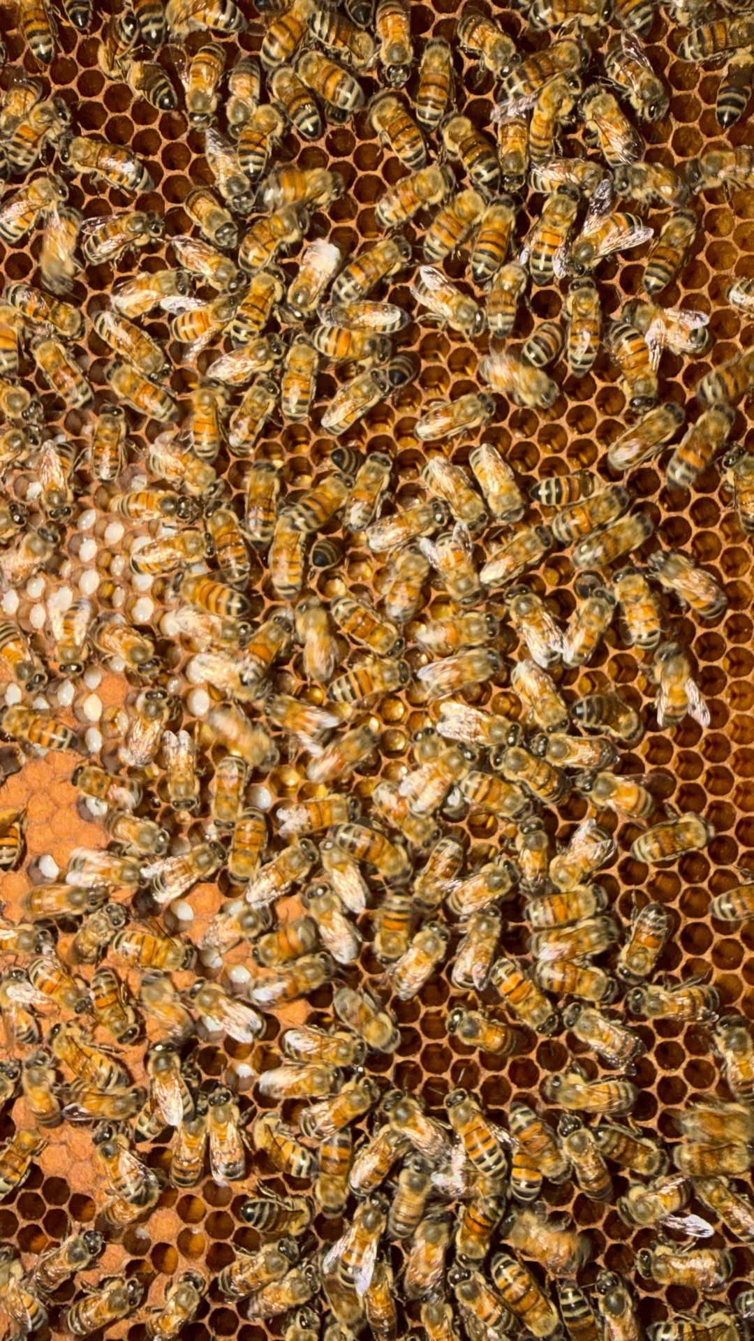 Bees by the Lot by Rockwall Honey Bee Company