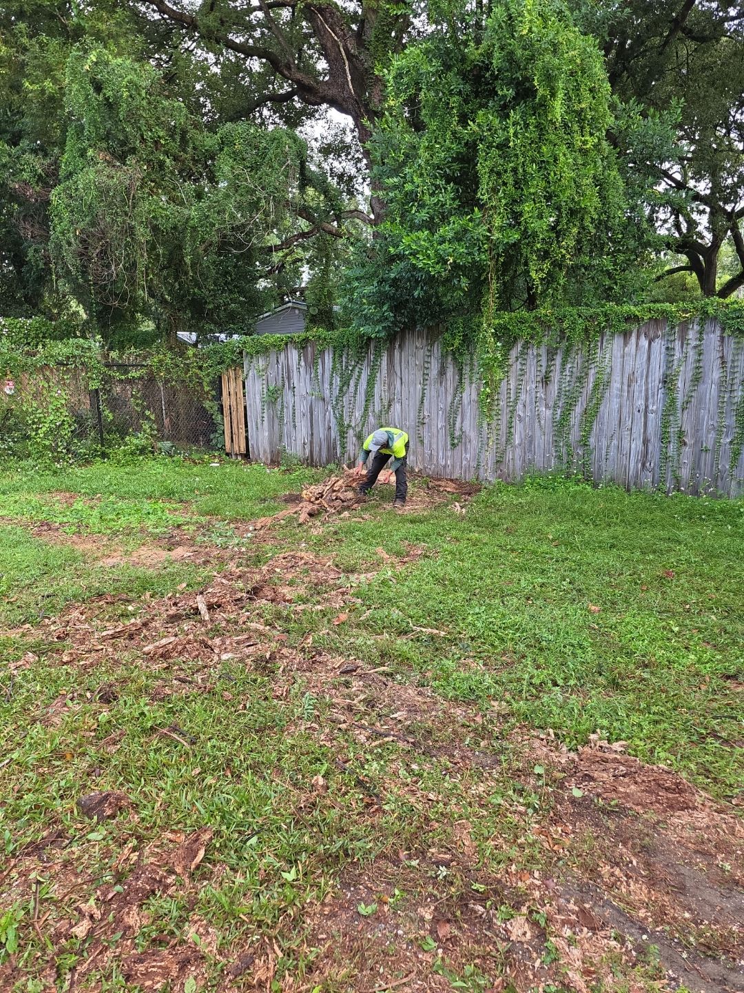 Crash Champions | Tree Removal & Cleanup by ProGreen Services