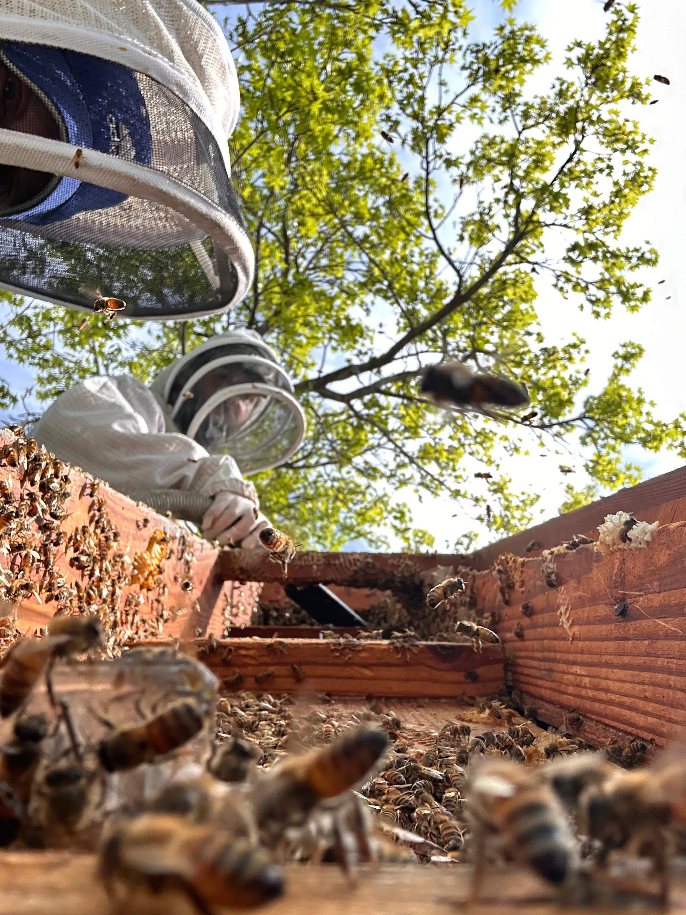 Commercial Roof by Rockwall Honey Bee Company