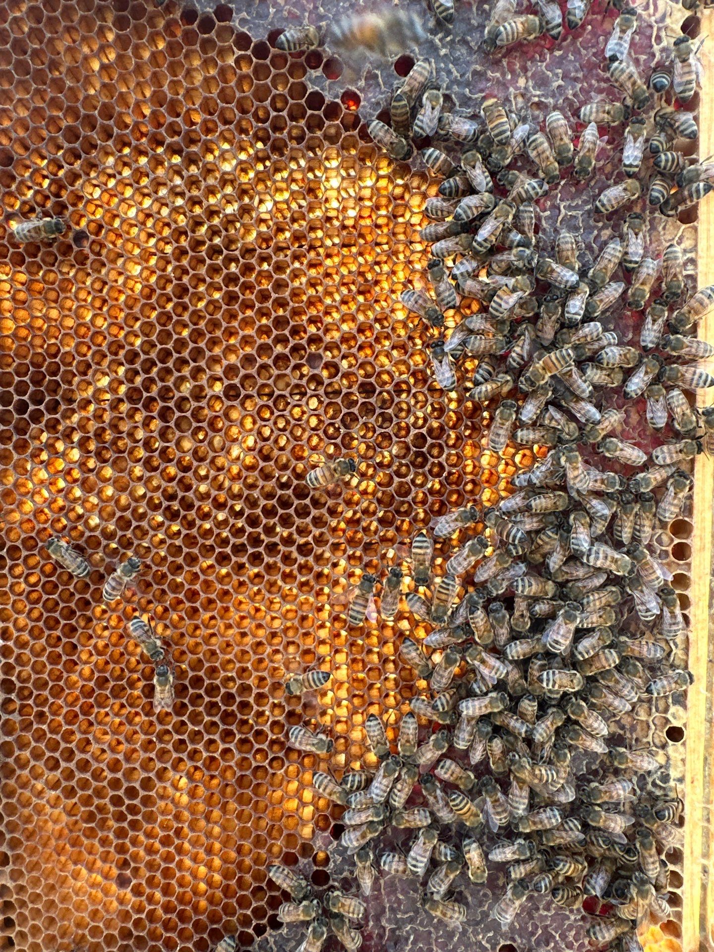 Urban Bees in Richardson by Rockwall Honey Bee Company