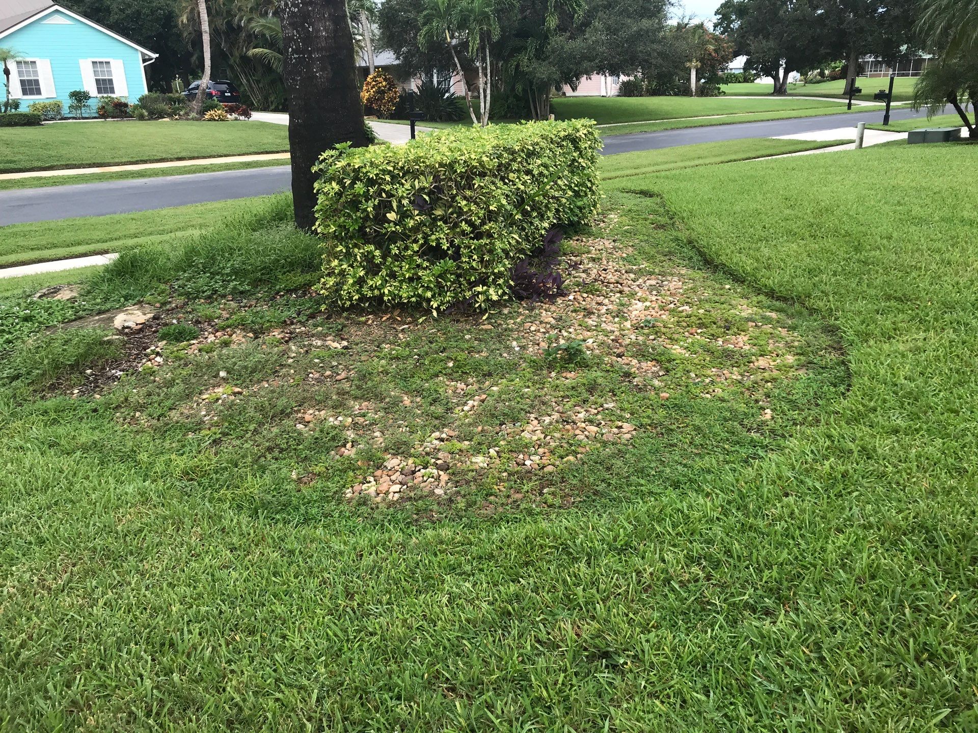 🌴 Landscape Removal and Install in Palm City by Alpha Zeta Enterprises Inc