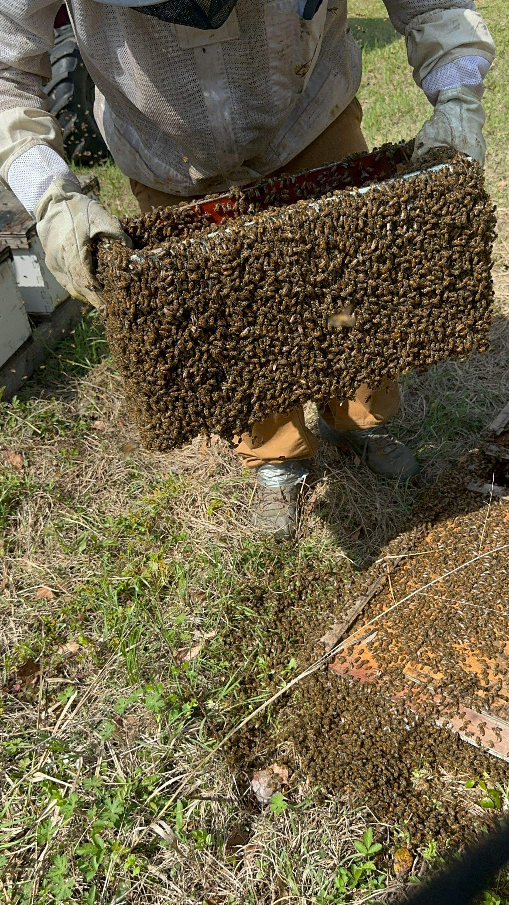 BeeGirl ETX HQ by Rockwall Honey Bee Company