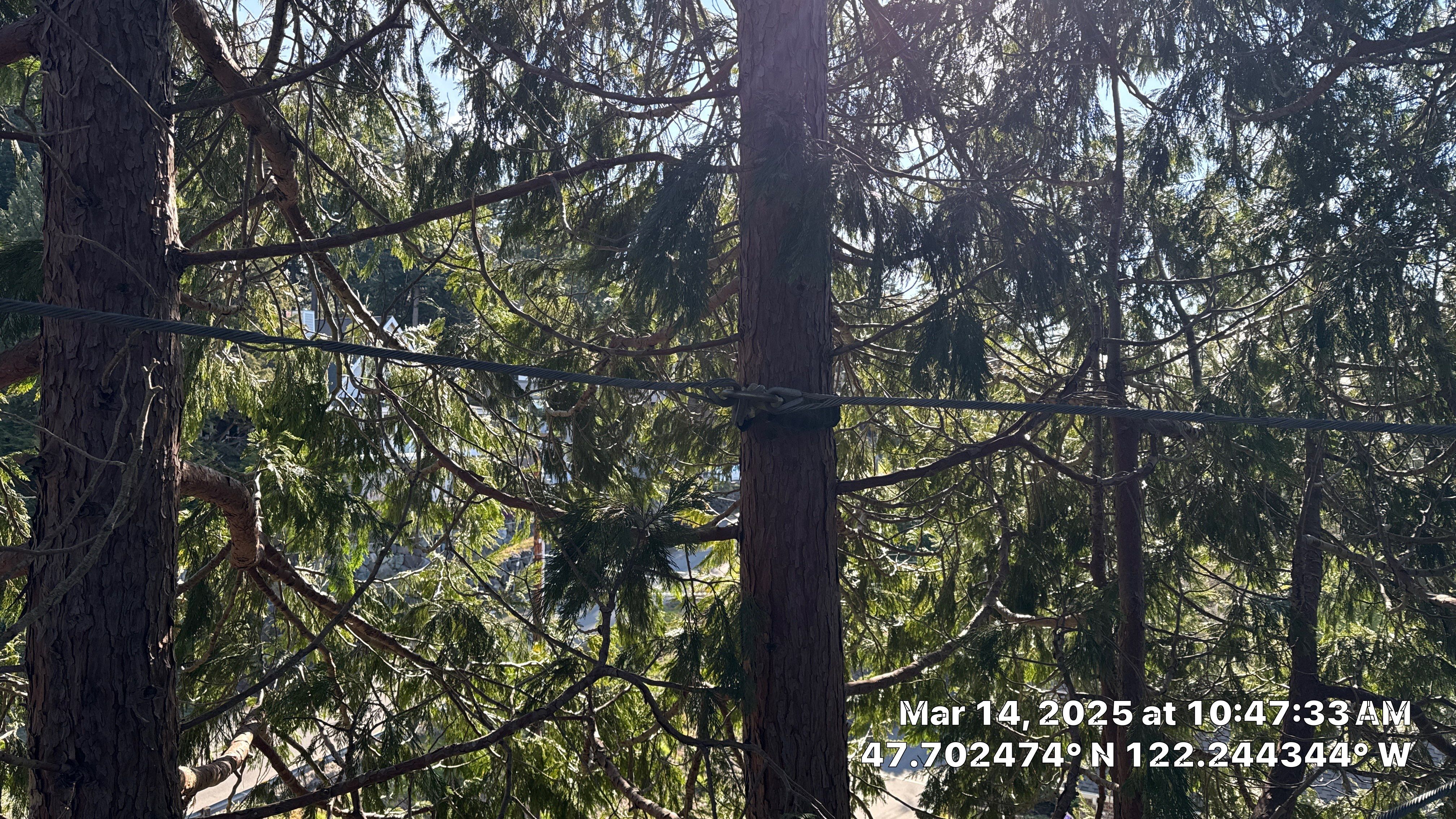 🧾 Tree Support System Assessment & Landmark Tree Risk Report – Holmes Point, Kirkland, WA by Sound Tree Care LLC