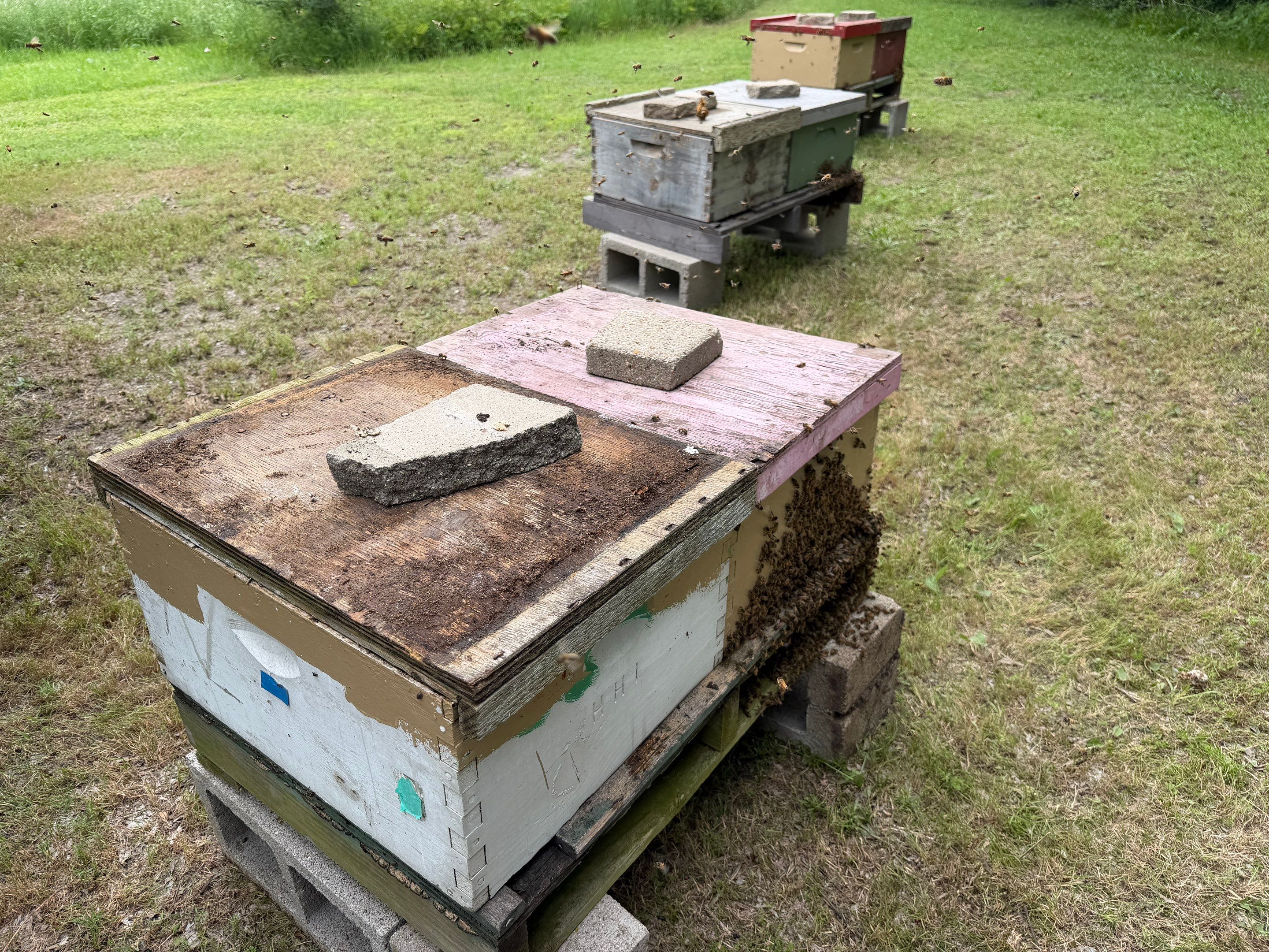 Sunnyvale’s Happiest Apiary by Rockwall Honey Bee Company
