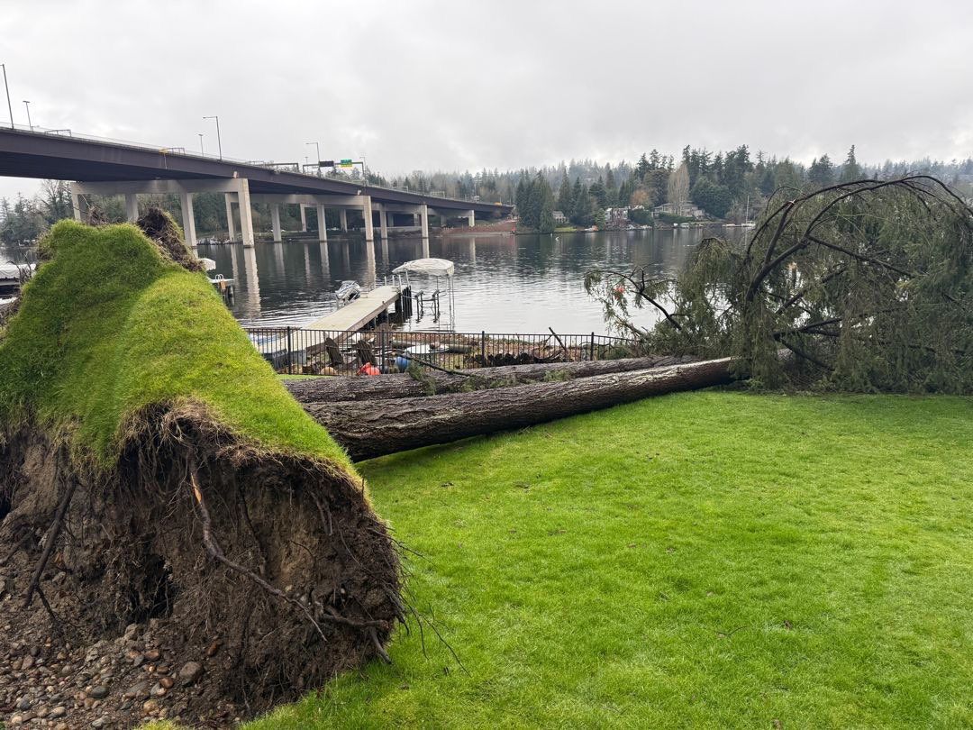 π² Bellevue Emergency Tree Removal β Trees Fallen into Lake Washington | ISA Certified Arborist Response by Sound Tree Care LLC