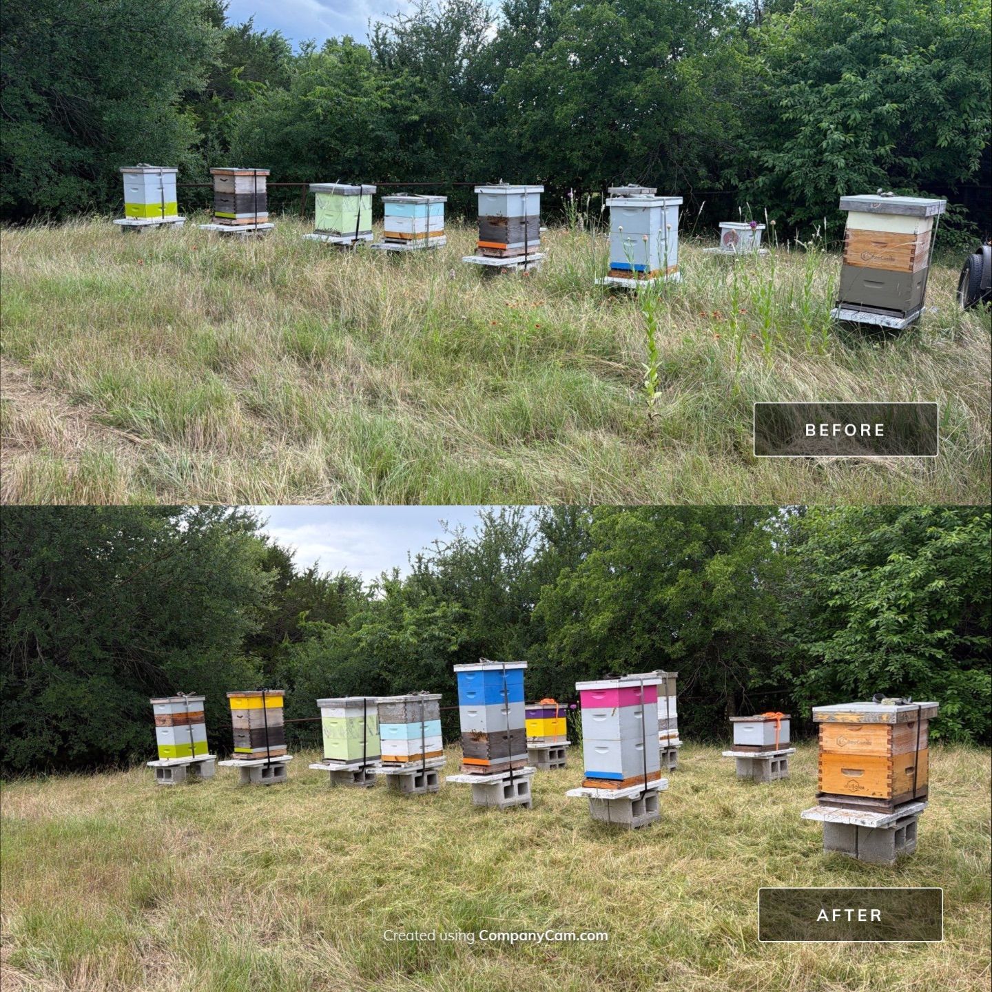 Bees for Ag. Exemption in Heath by Rockwall Honey Bee Company