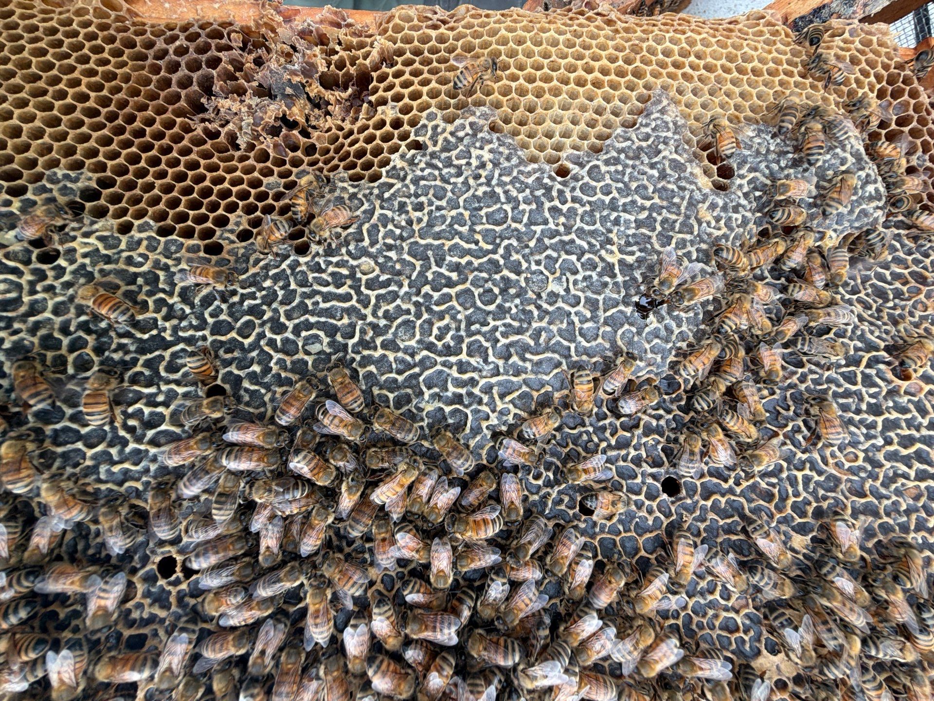 Bees at the Bank! by Rockwall Honey Bee Company