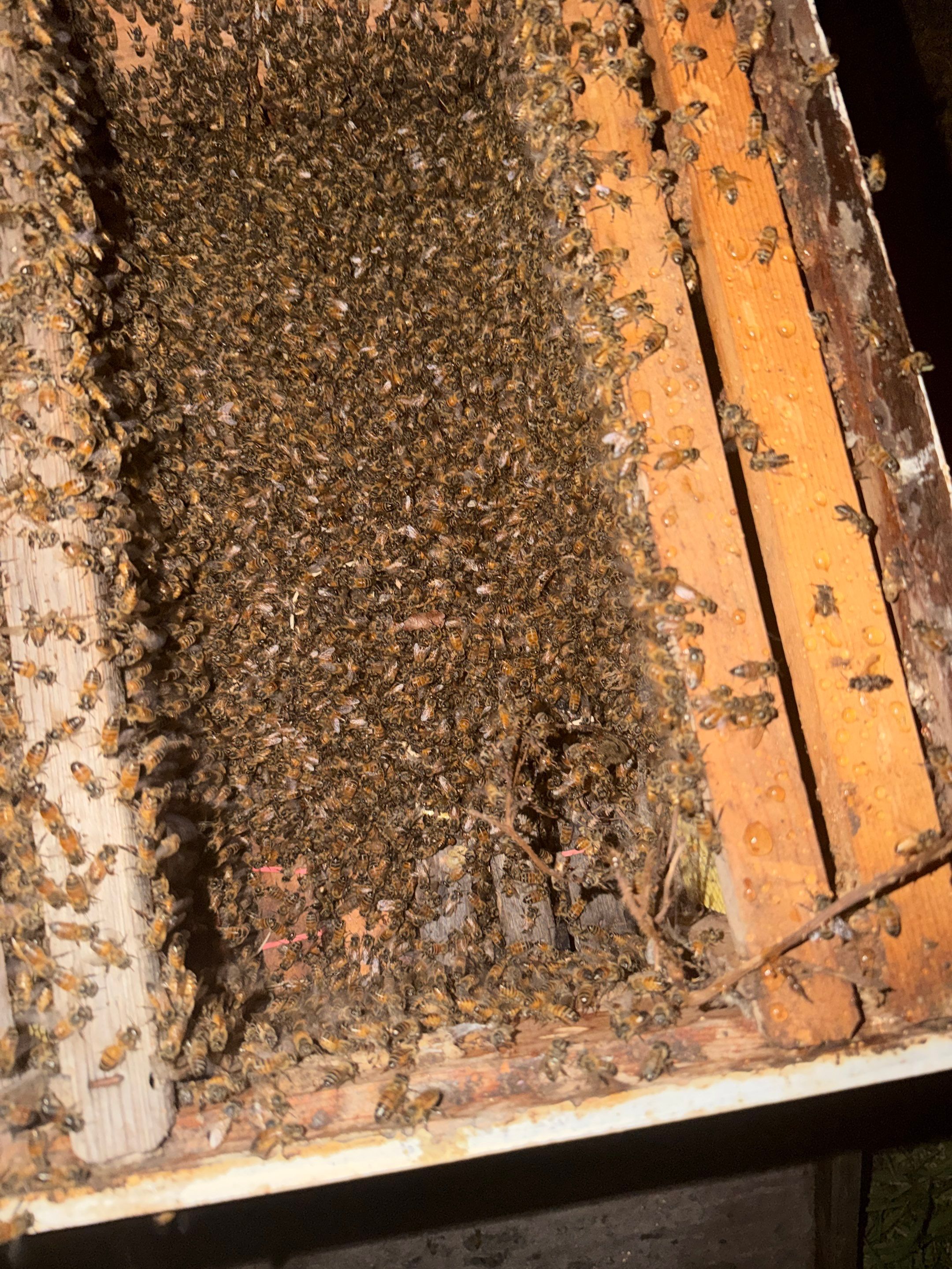 Love this house! by Rockwall Honey Bee Company