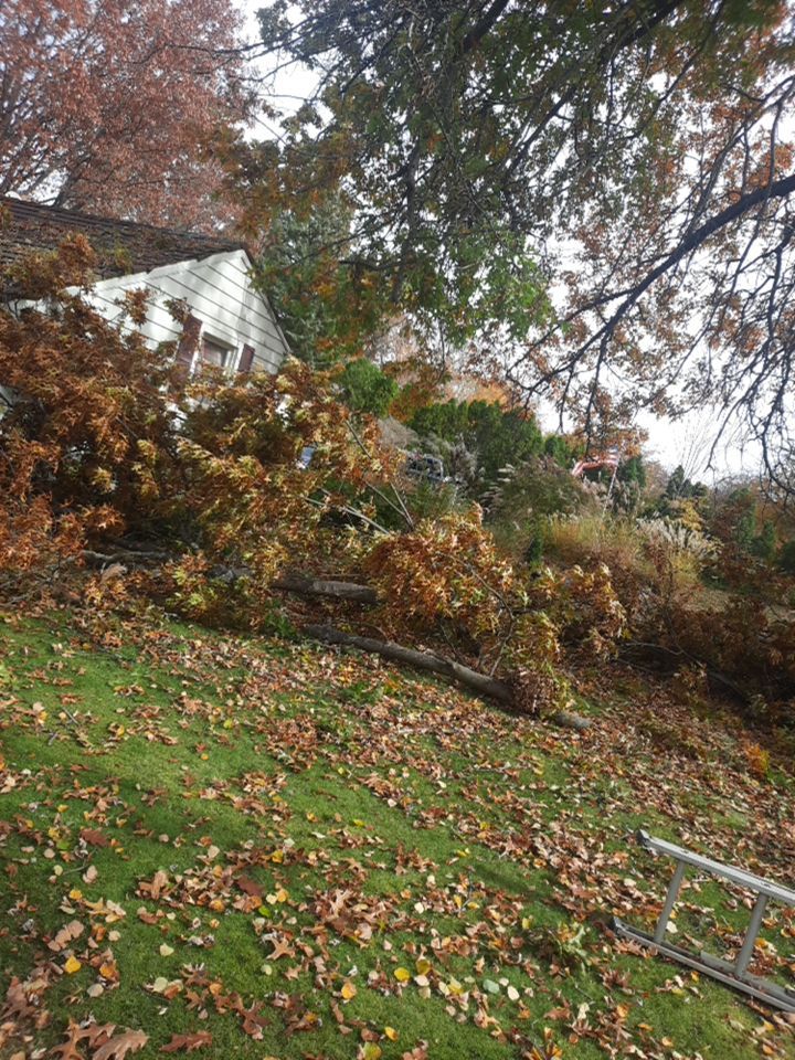 Tree Removal using Tree Removal by Mike Jones & Sons Tree Service LLC 