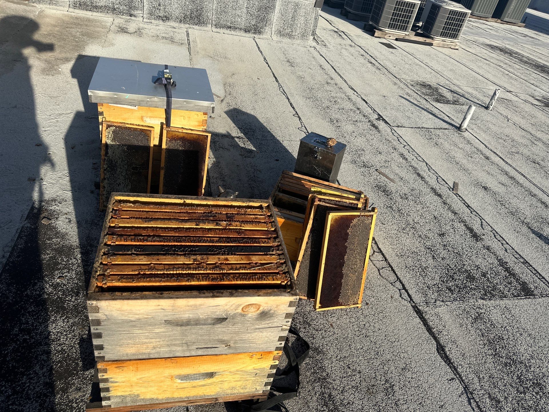 Downtown Apartment Rooftop  by Rockwall Honey Bee Company