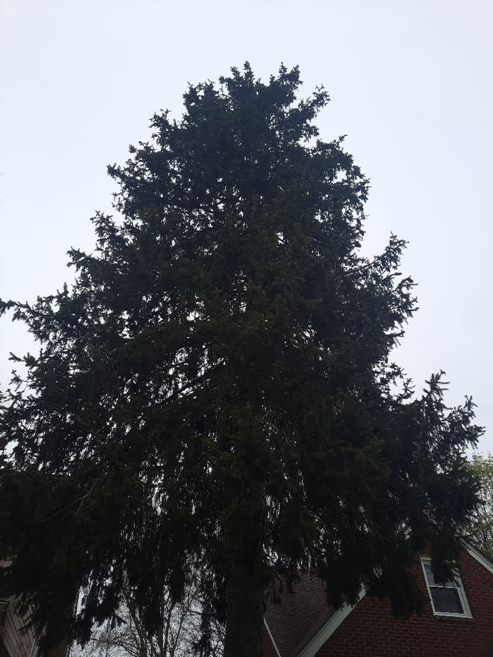 Tree Removal using Tree Removal by Mike Jones & Sons Tree Service LLC 