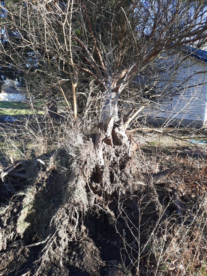 Storm Damaged Tree Removal  using Tree Removal by Mike Jones & Sons Tree Service LLC 