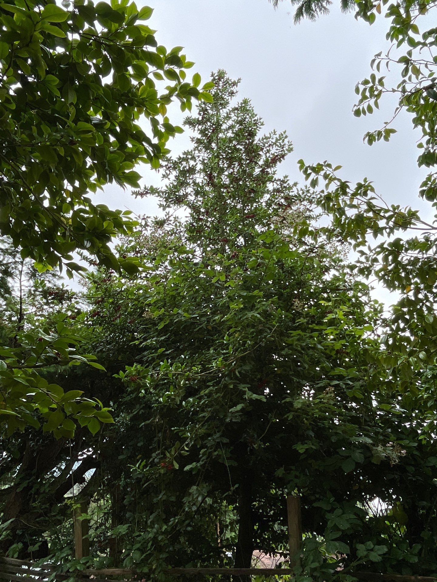 🌿Tree Inventory Showcase – Lake Forest Park, WA by Sound Tree Care LLC